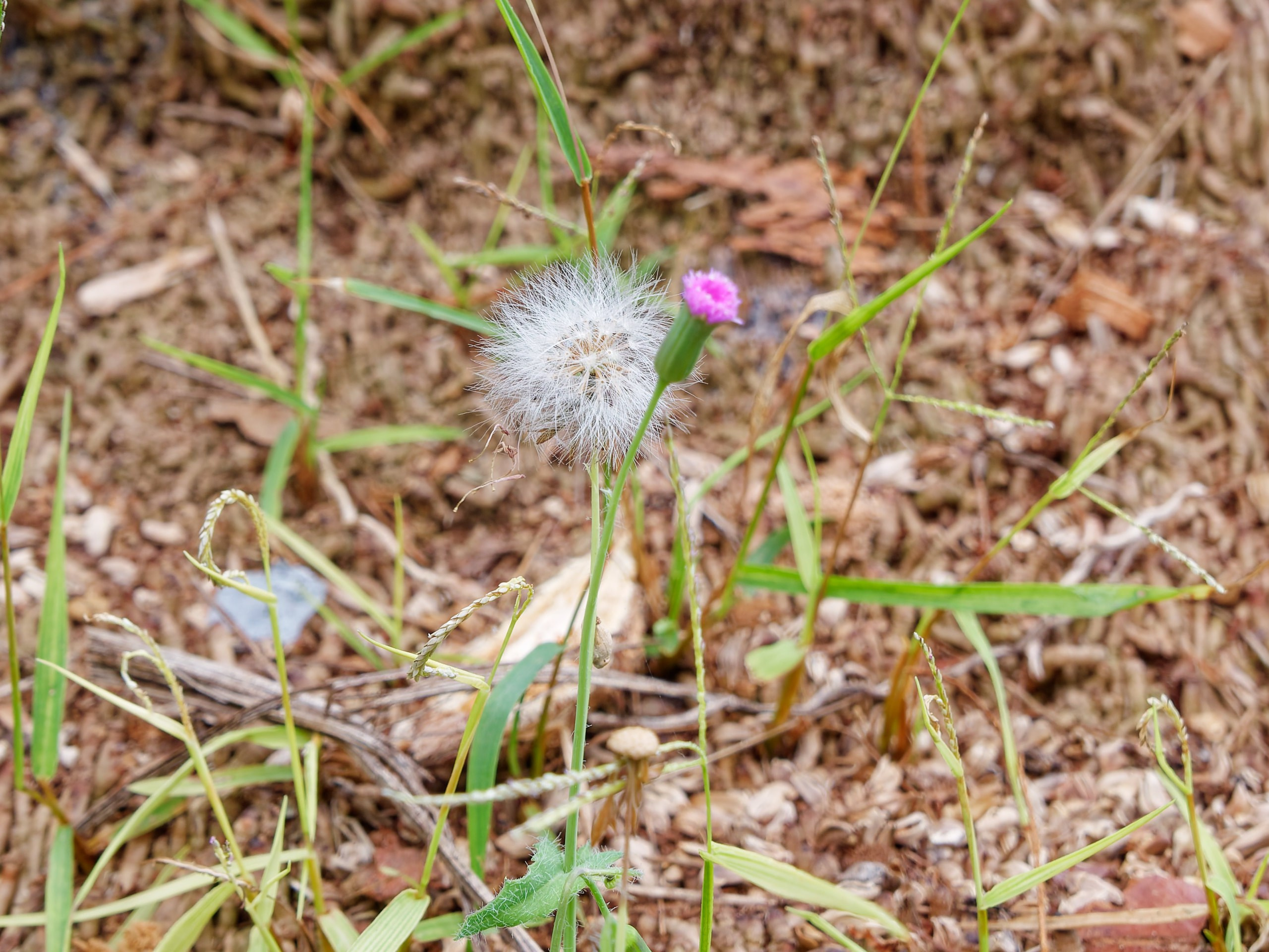 Хайнань 2026, флора, цветы и деревья. Фотопрогулки по Миру