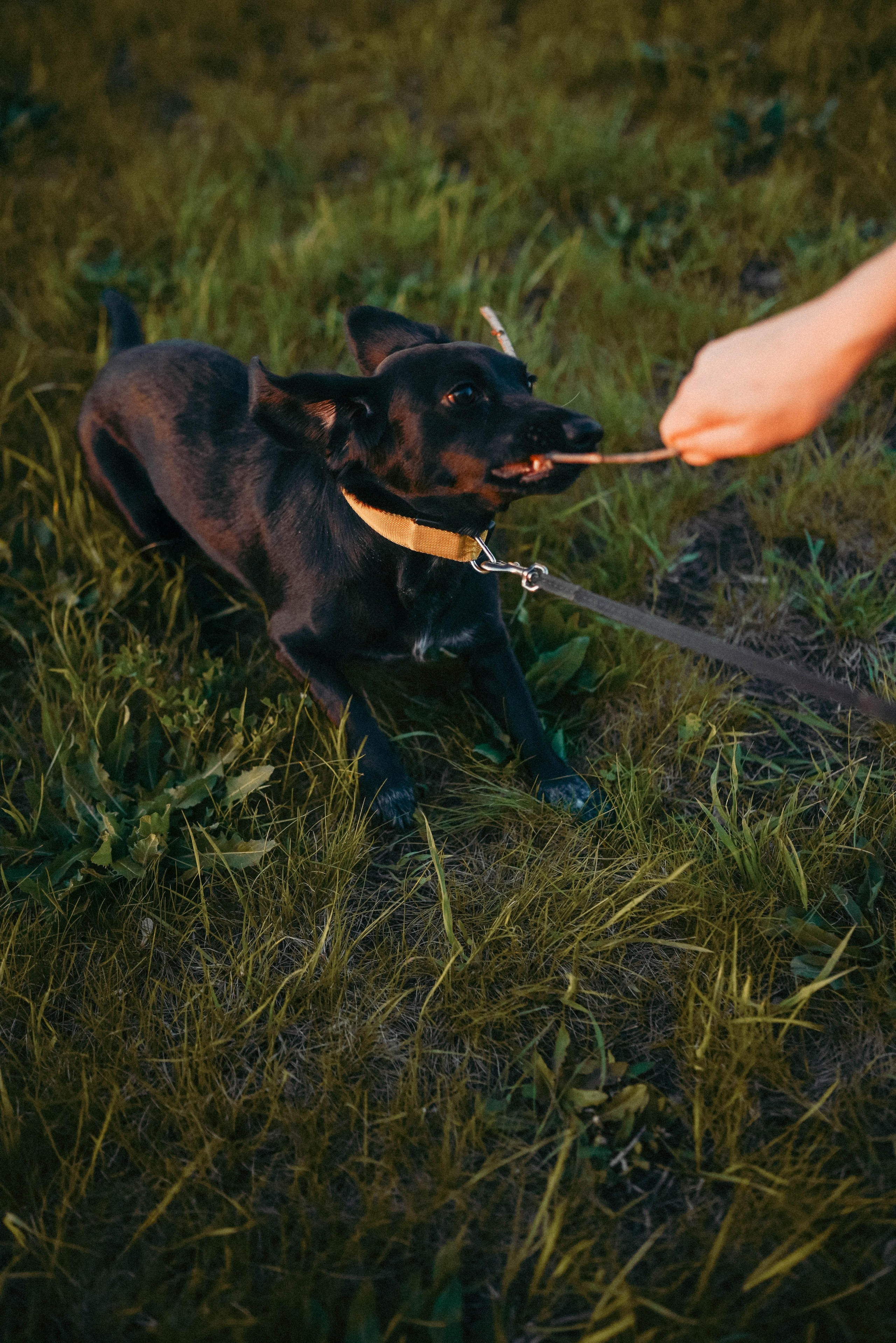 Прогулка с пушистым другом. Семейный фотограф в Москве Люберцах Ирина Вронская
