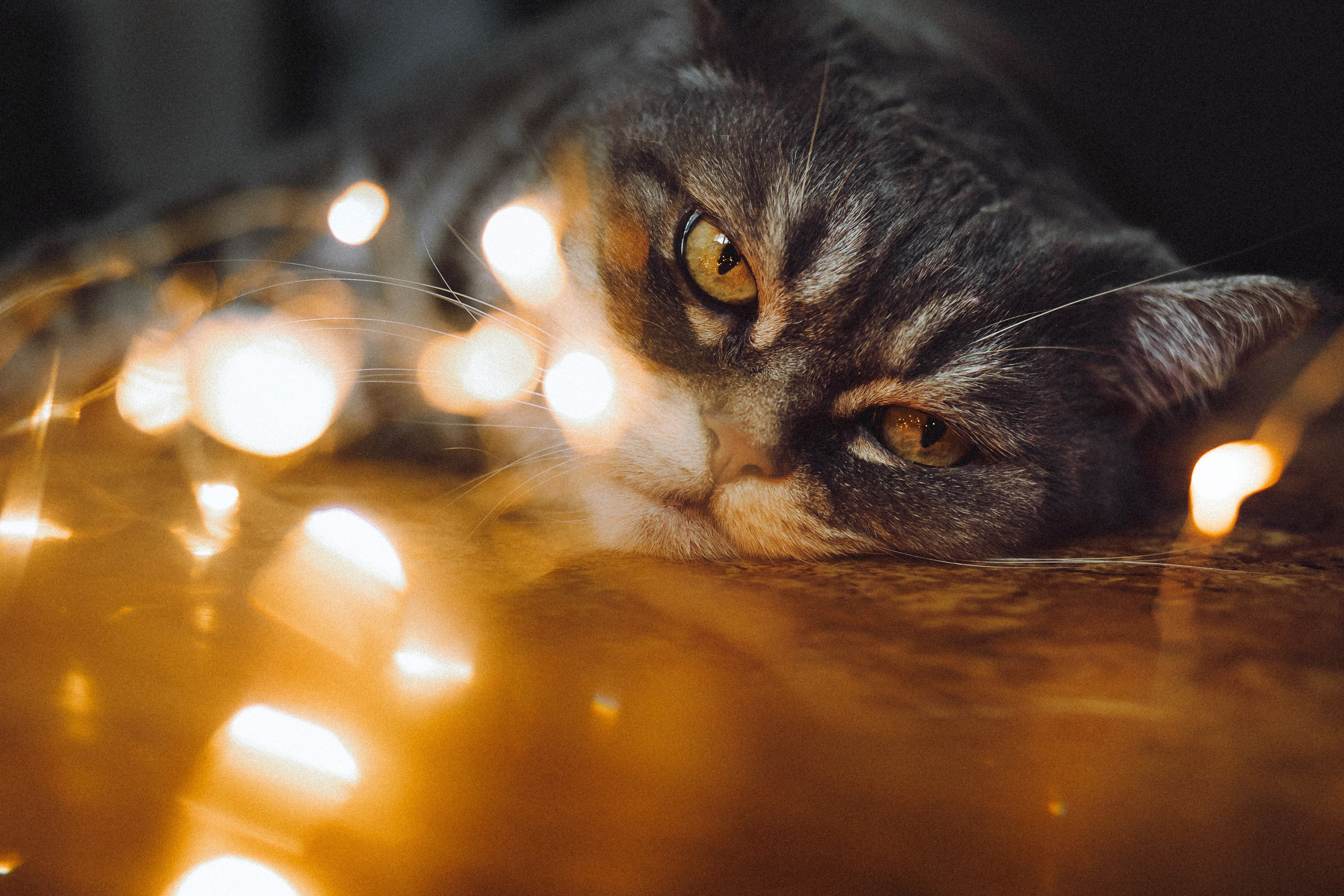 Яся и ее семья