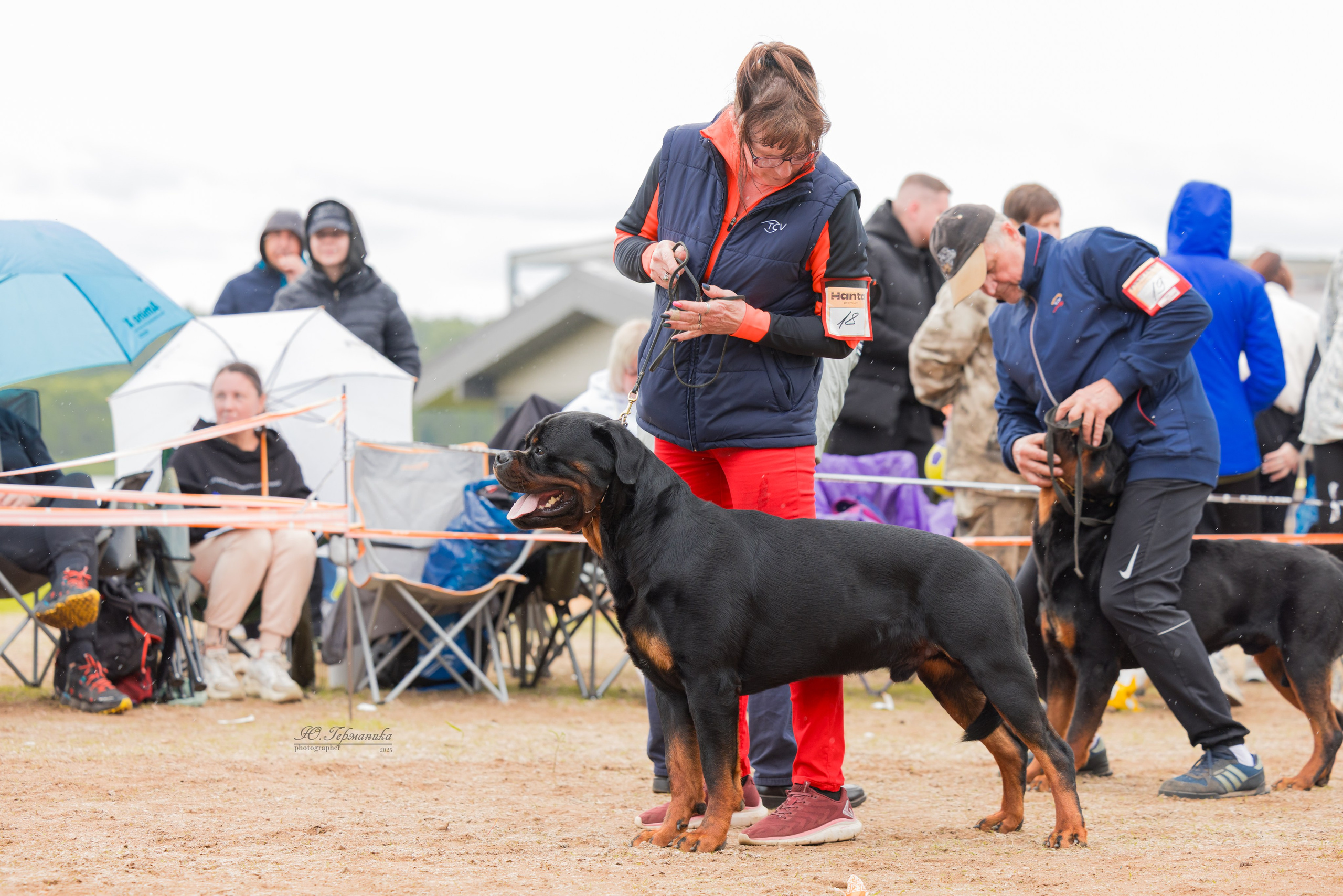 Тверь ротвейлеры 5-6.07.2025. Фотограф-анималист Юлия Германика