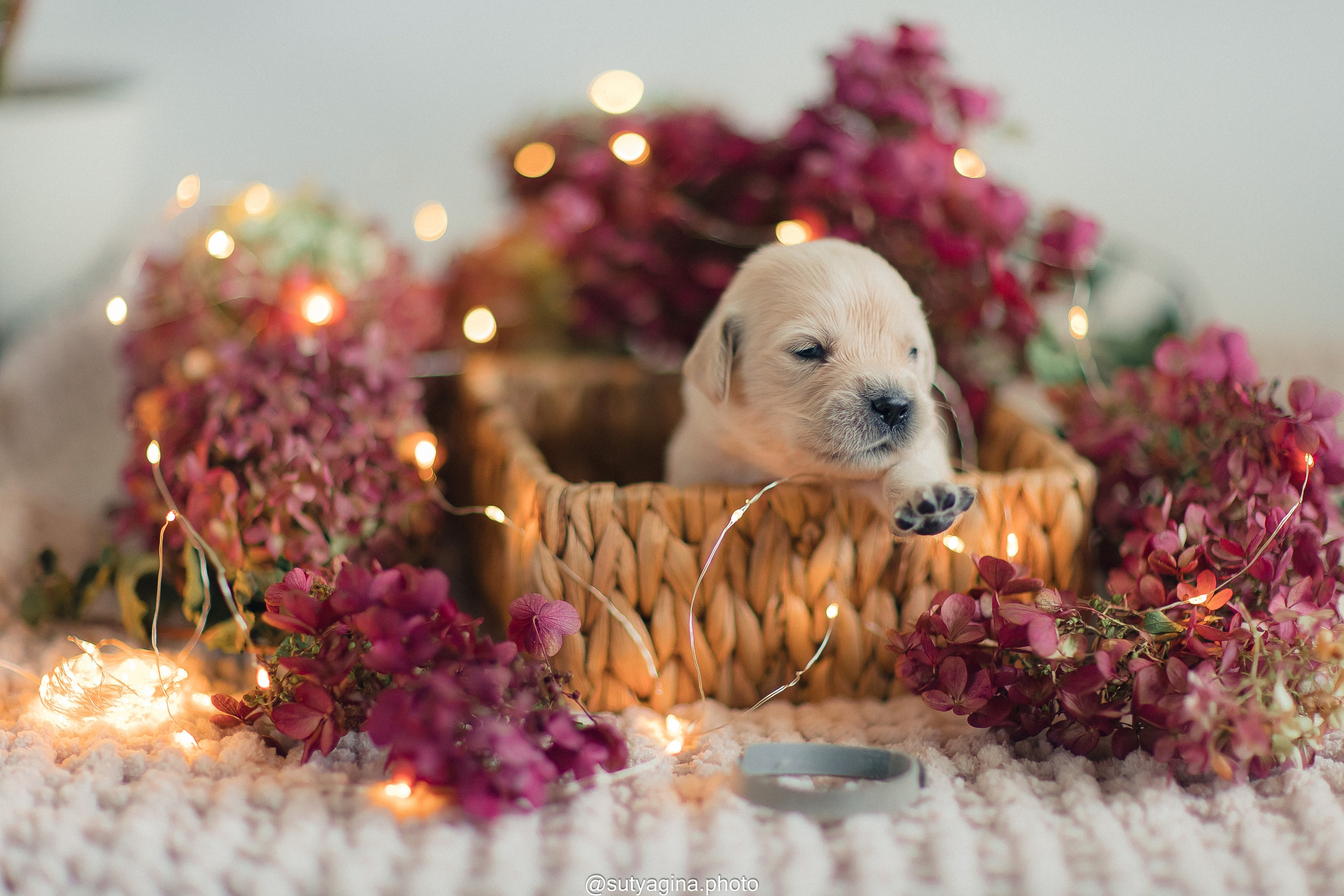 Серая лента. Свадебный и женский фотограф