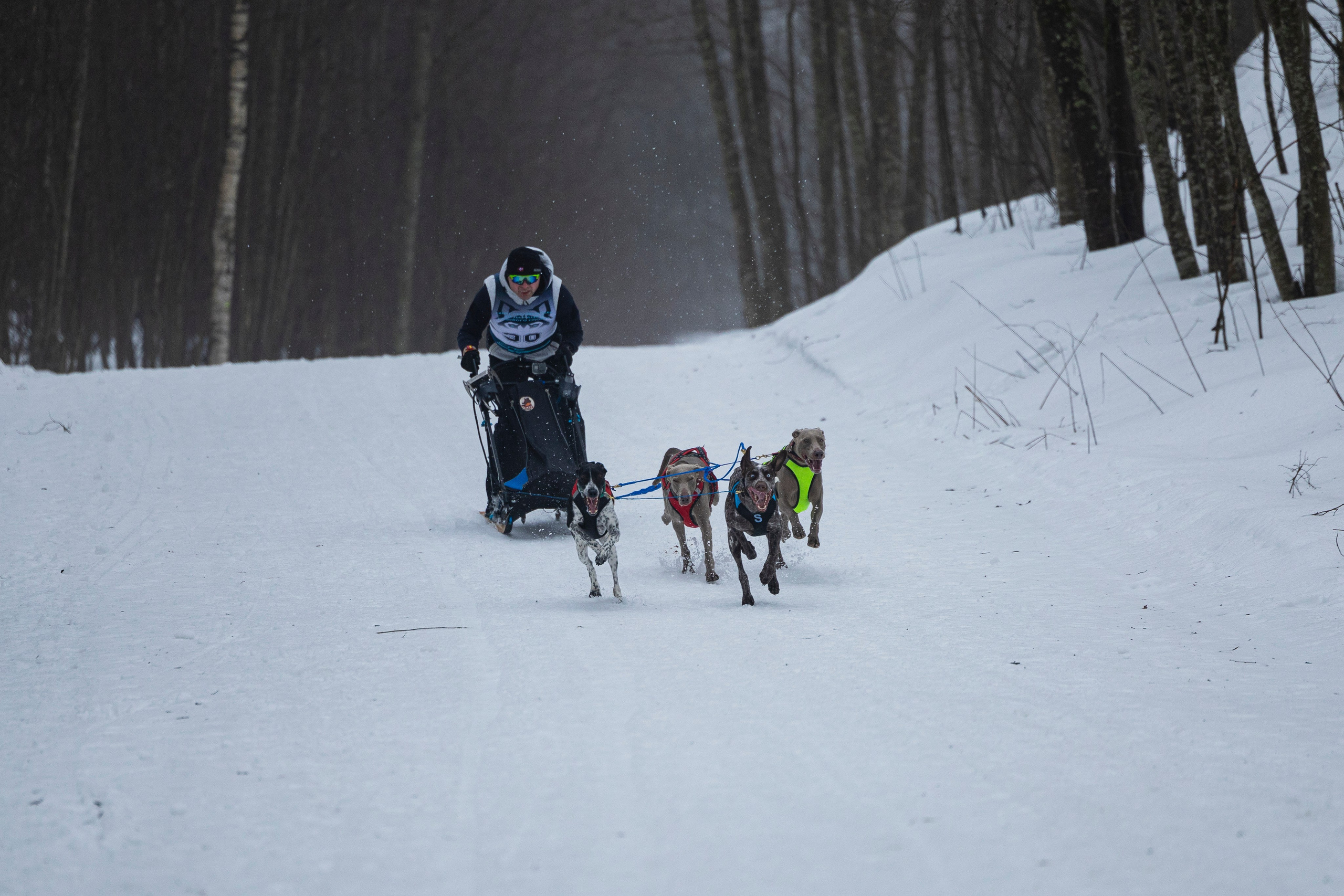 Зимний Чемпионат Санкт-Петербурга по ездовому спорту. Фотограф-анималист Анна Маринич