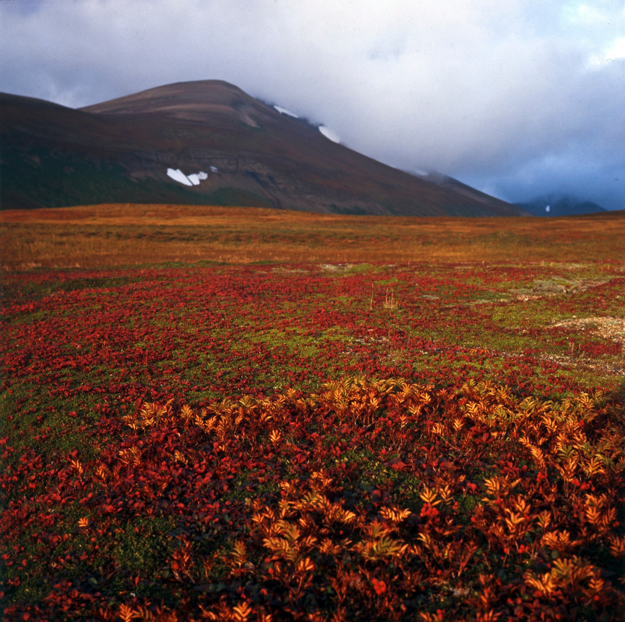 Командорская тундра