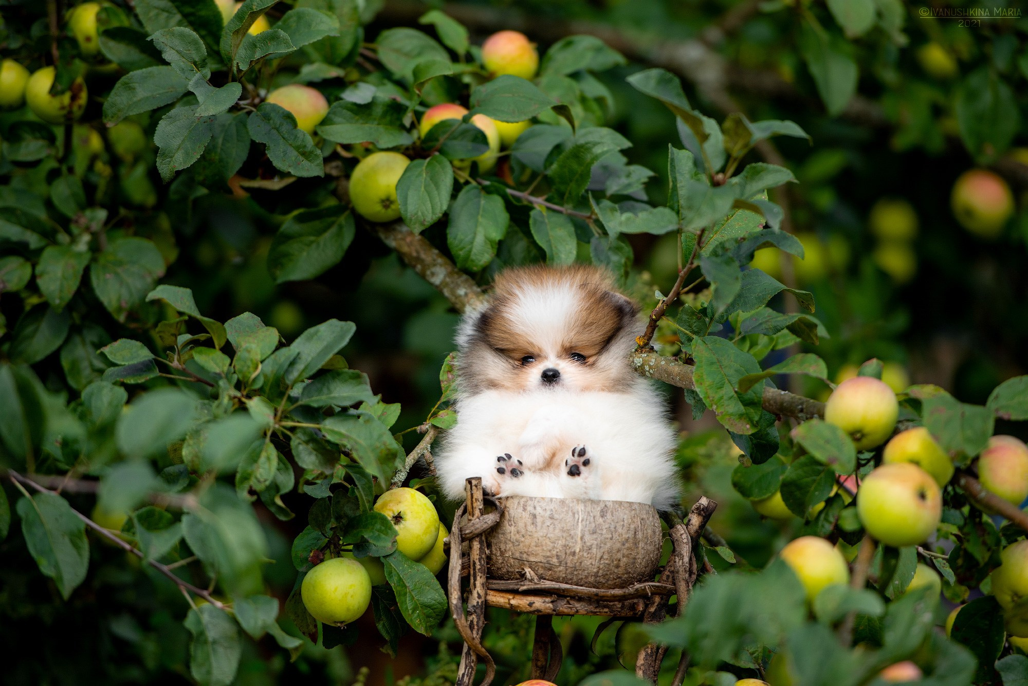 Фотосессия щенков на продажу. Фотограф собак в Москве и Московской области Иванушкина Мария