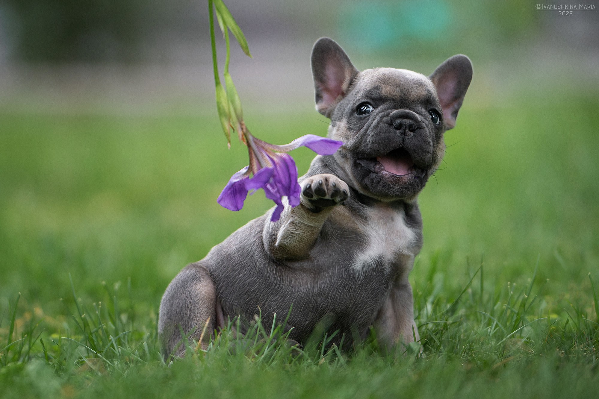 Фотосессия щенков на продажу. Фотограф собак в Москве и Московской области Иванушкина Мария