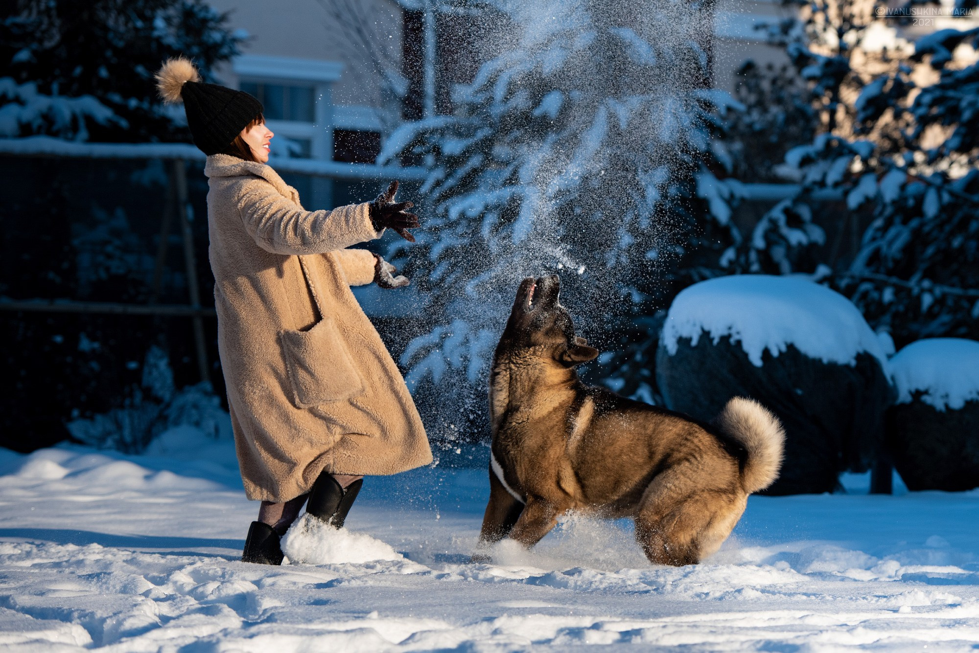 собака играет в снежки