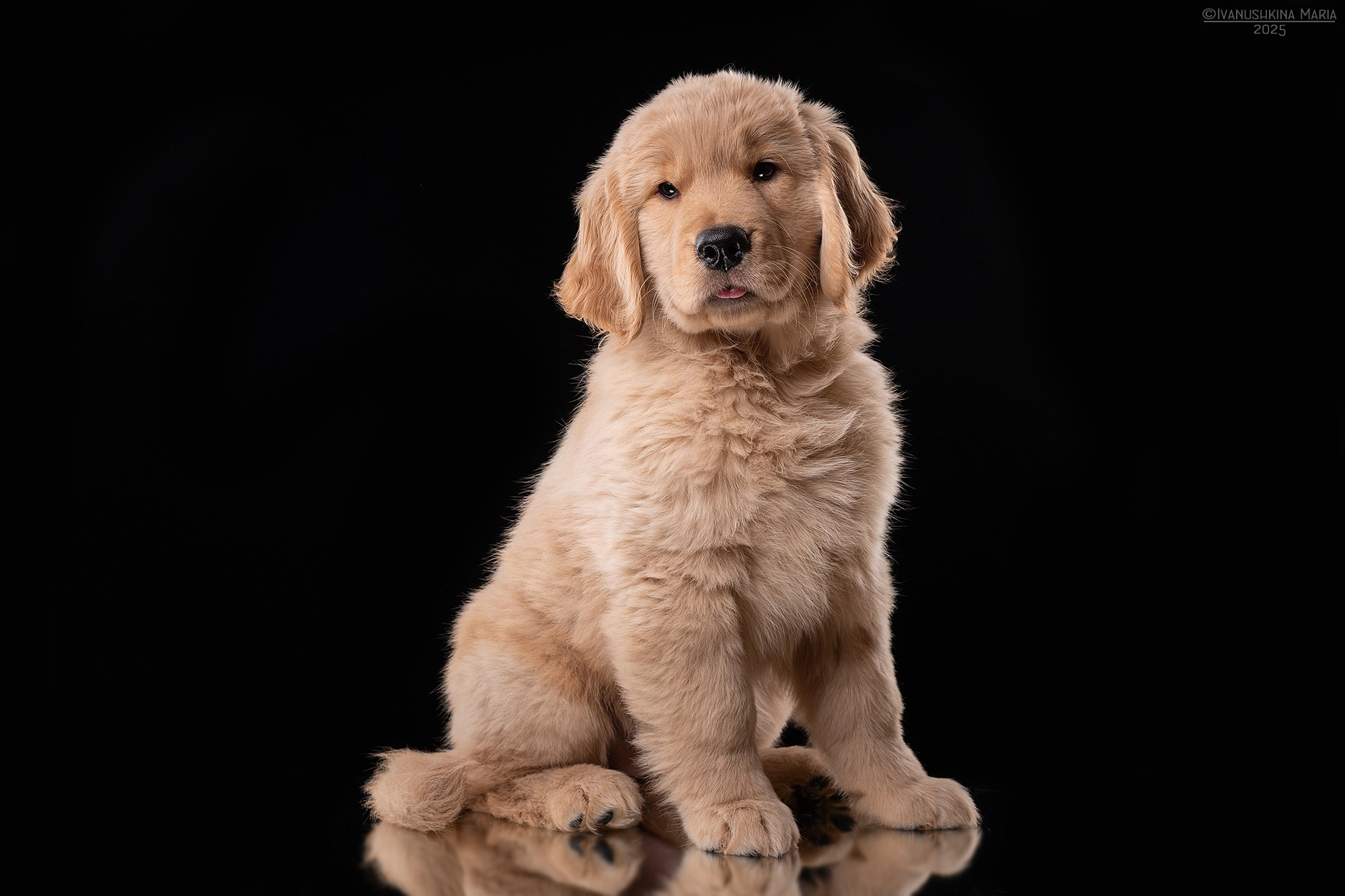 Фотосессия щенков на фонах. Фотограф собак в Москве и Московской области Иванушкина Мария
