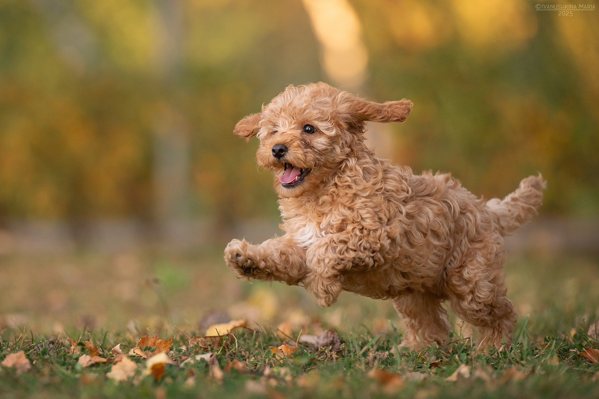 Фотосессия щенков на продажу. Фотограф собак в Москве и Московской области Иванушкина Мария