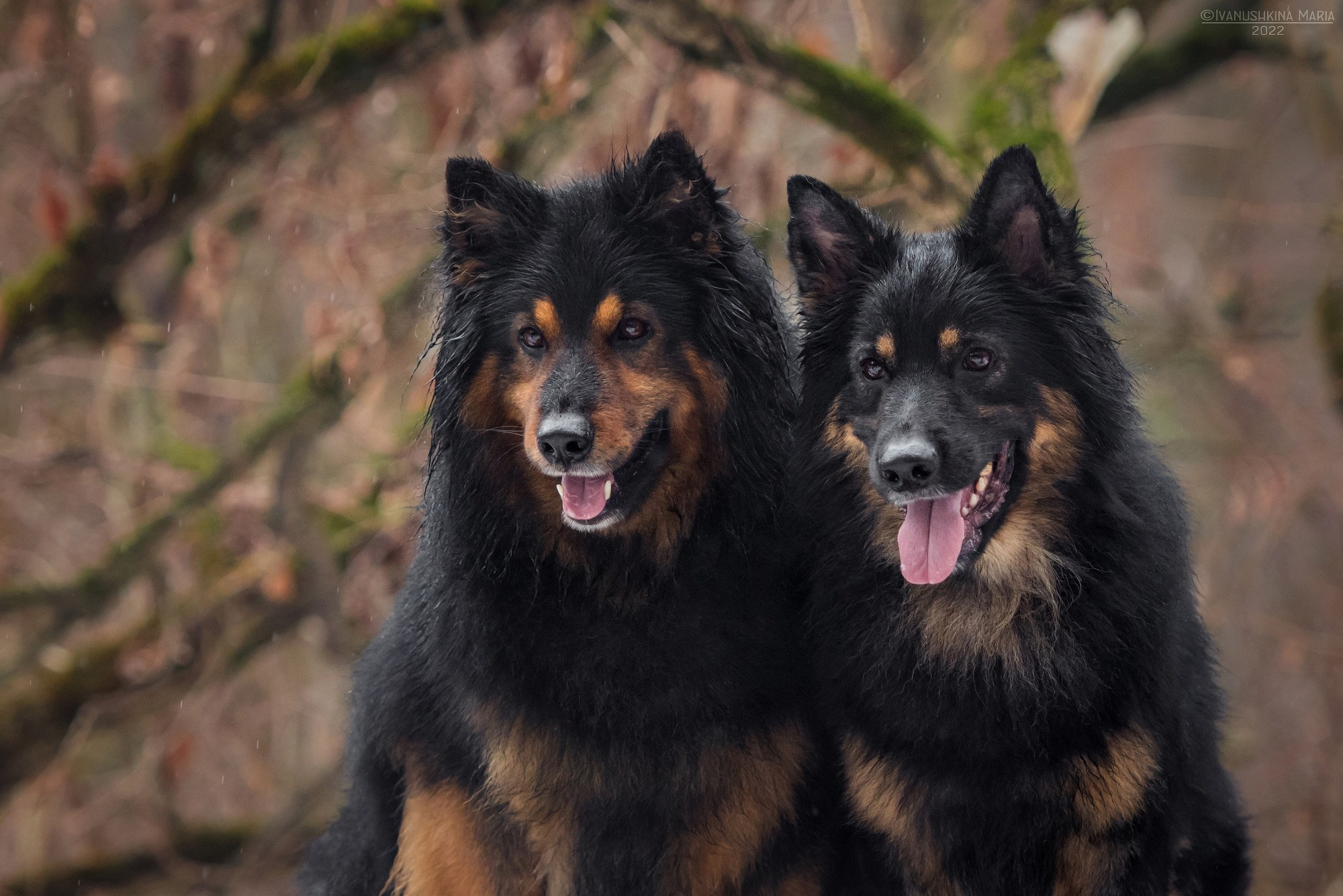 ходские псы