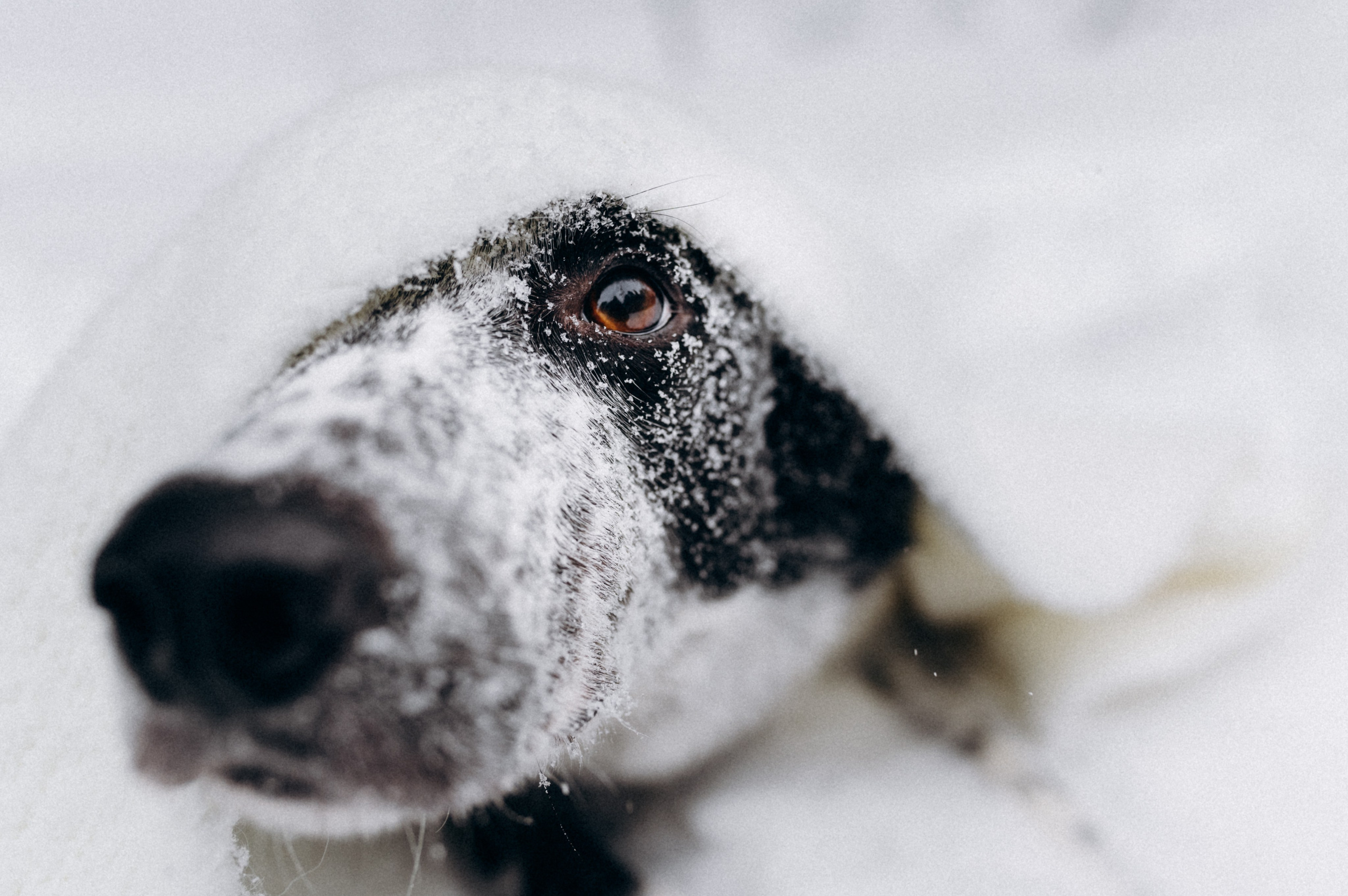 Аня и Милан. Фотограф анималист в Москве Ольга Агушева