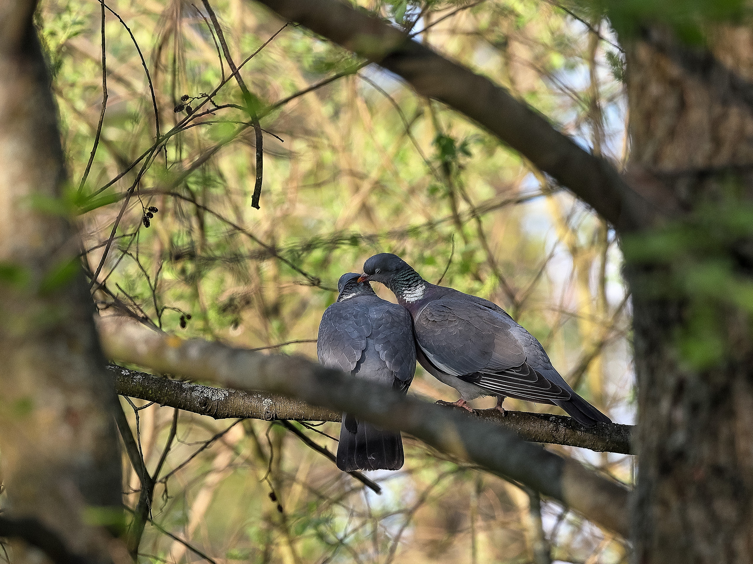 Ухаживание вяхиря