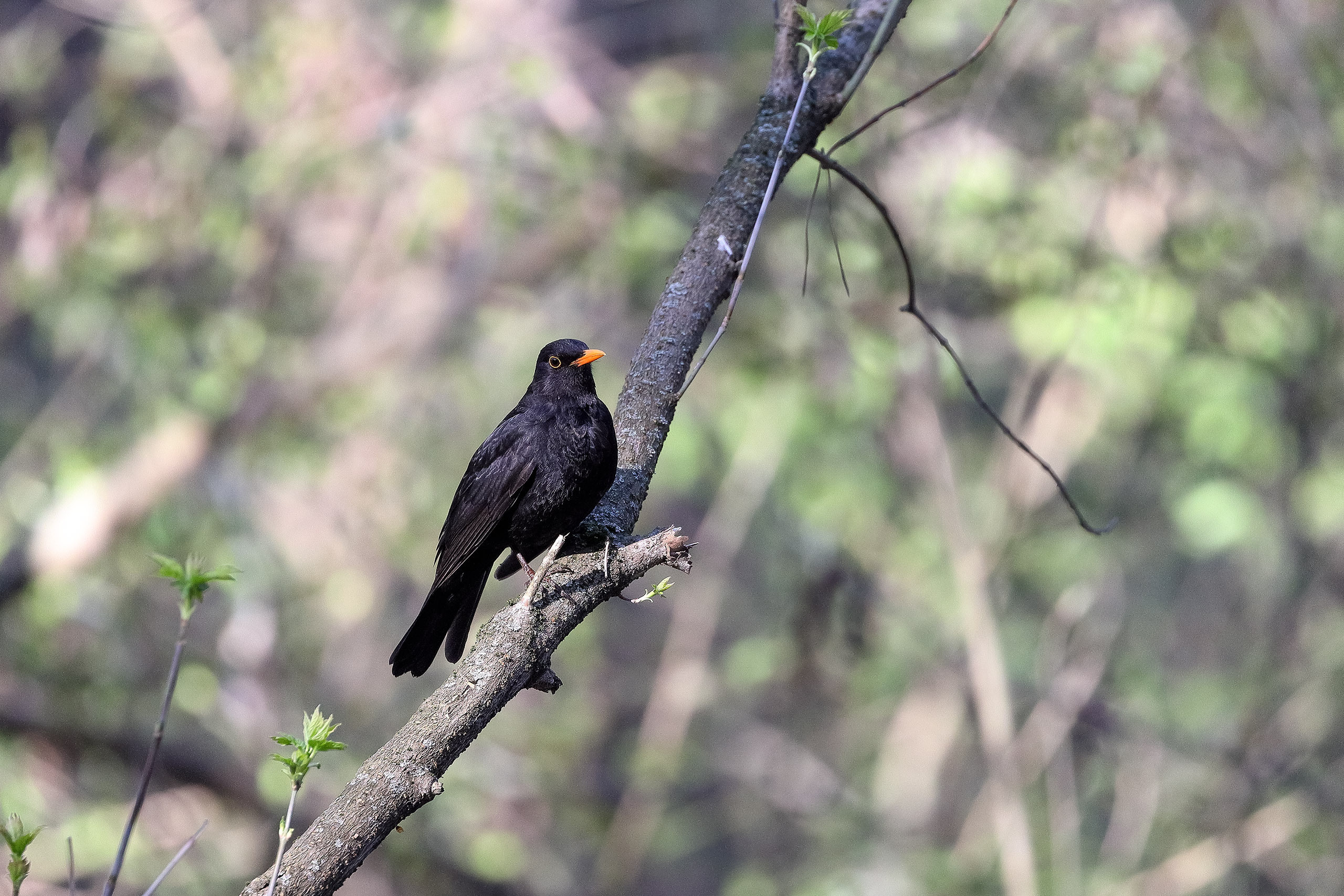 Чёрный дрозд в апреле