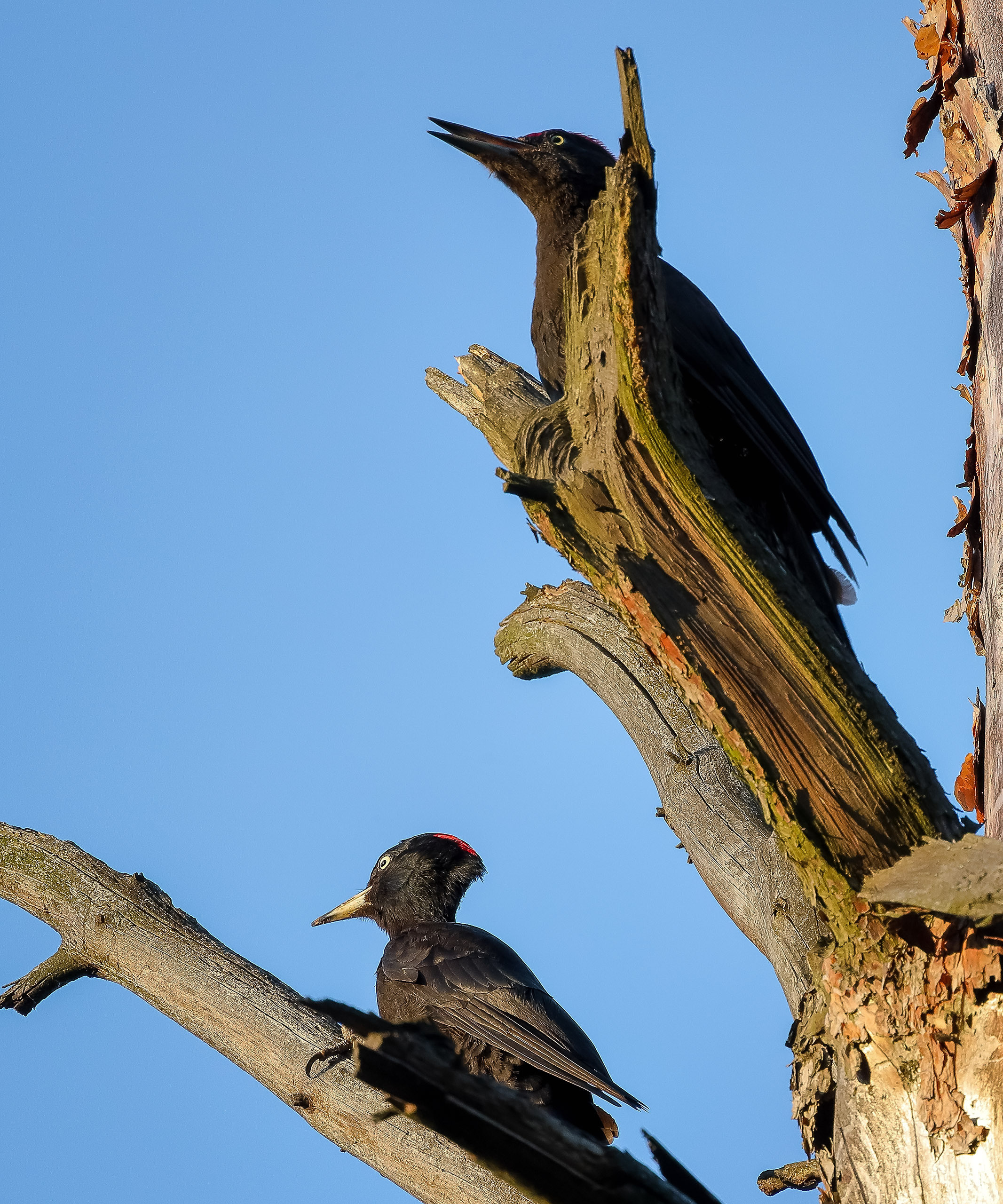 Пара черных дятлов