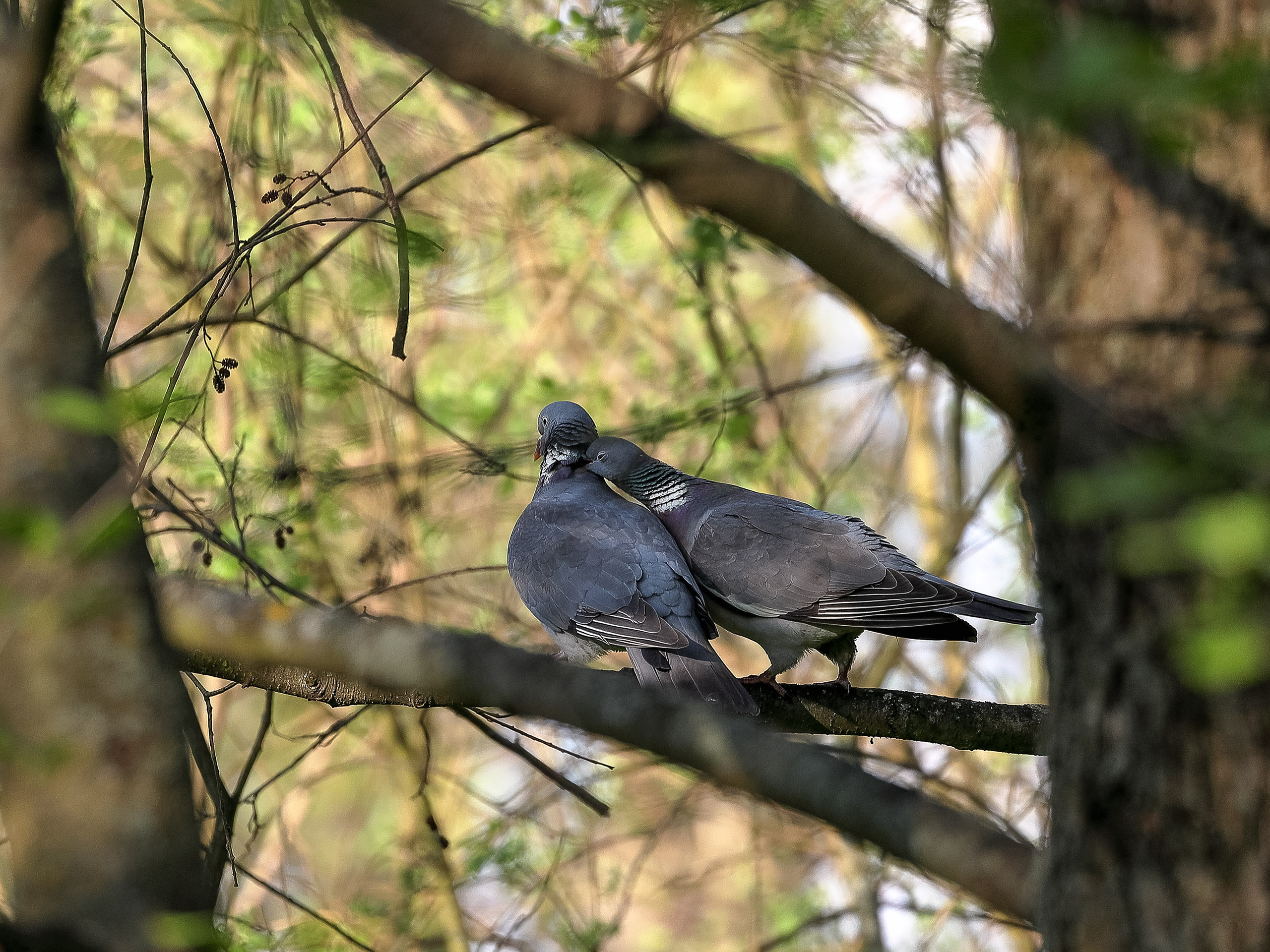 Пара воркующих лесных голубей вяхирей весной