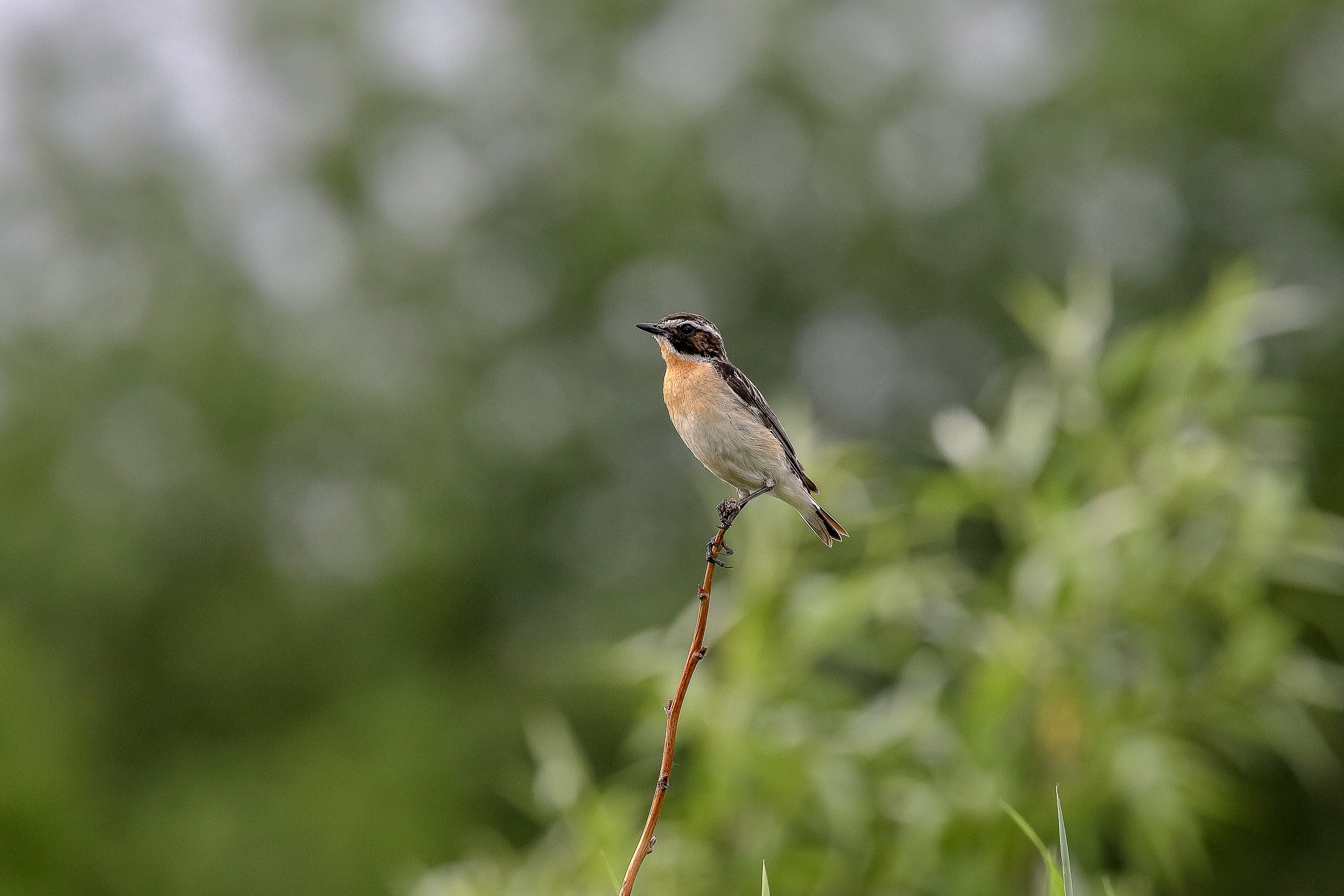 Луговой чекан летом