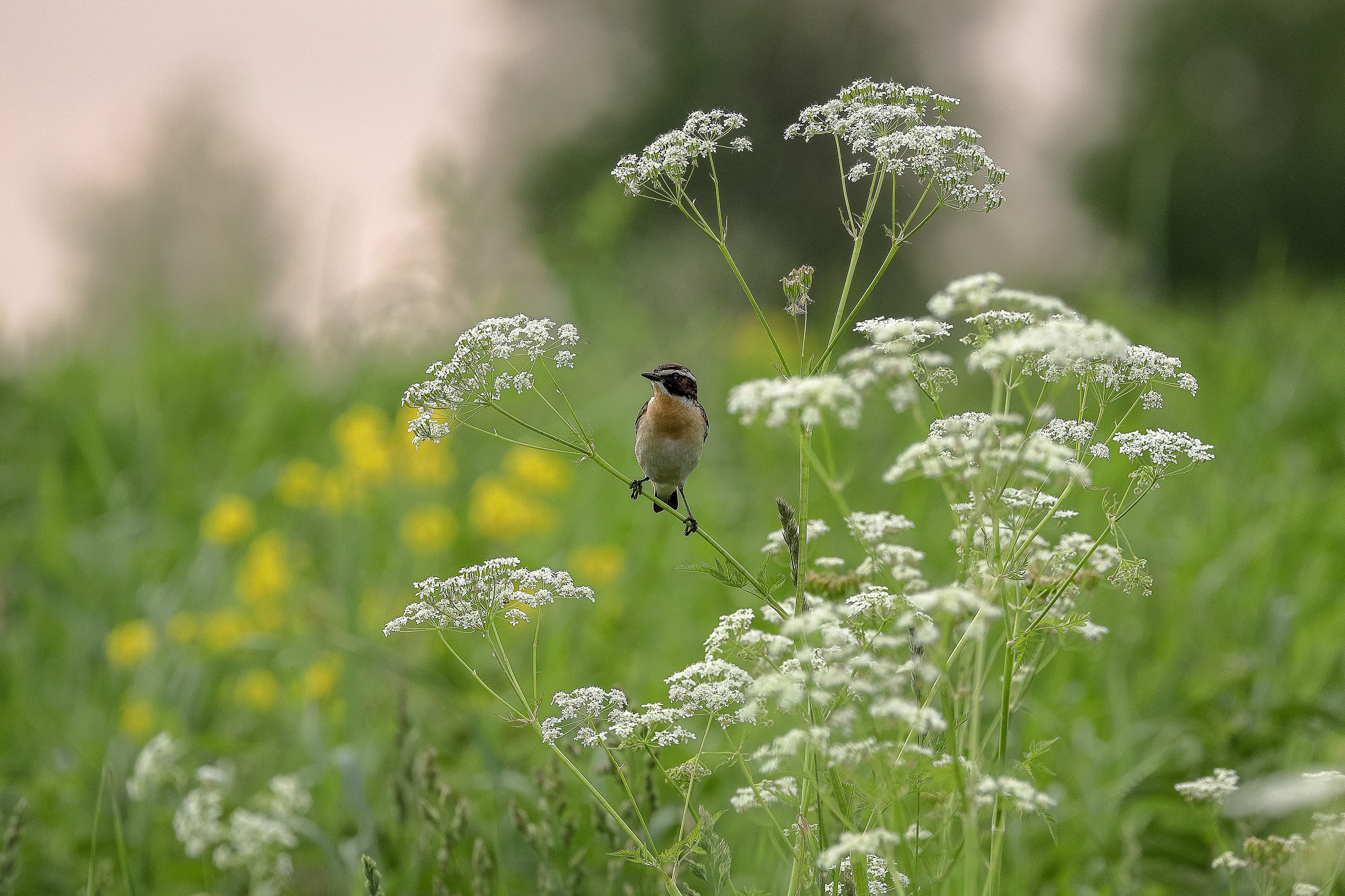 Луговой чекан