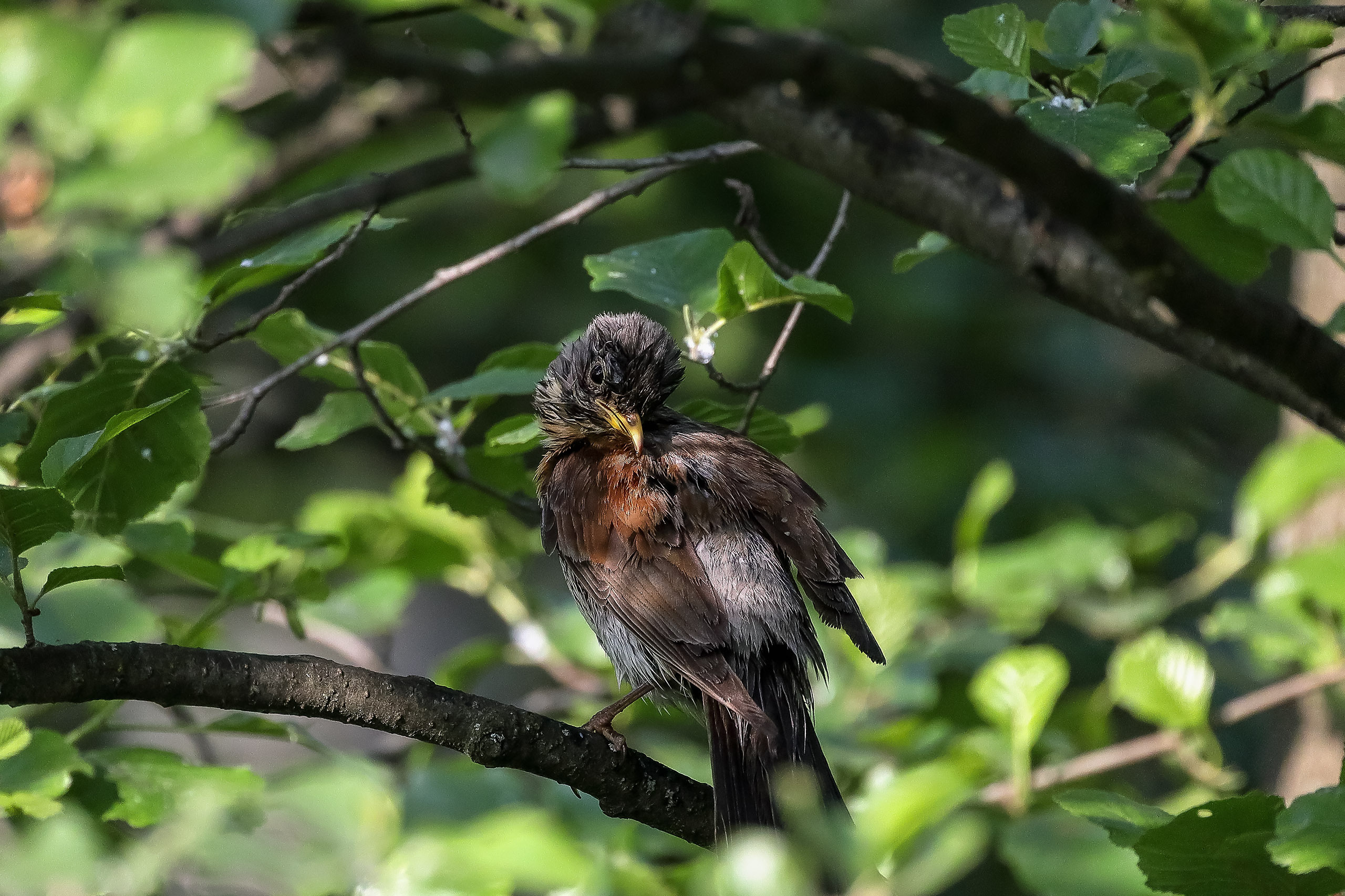 Дрозд в листве