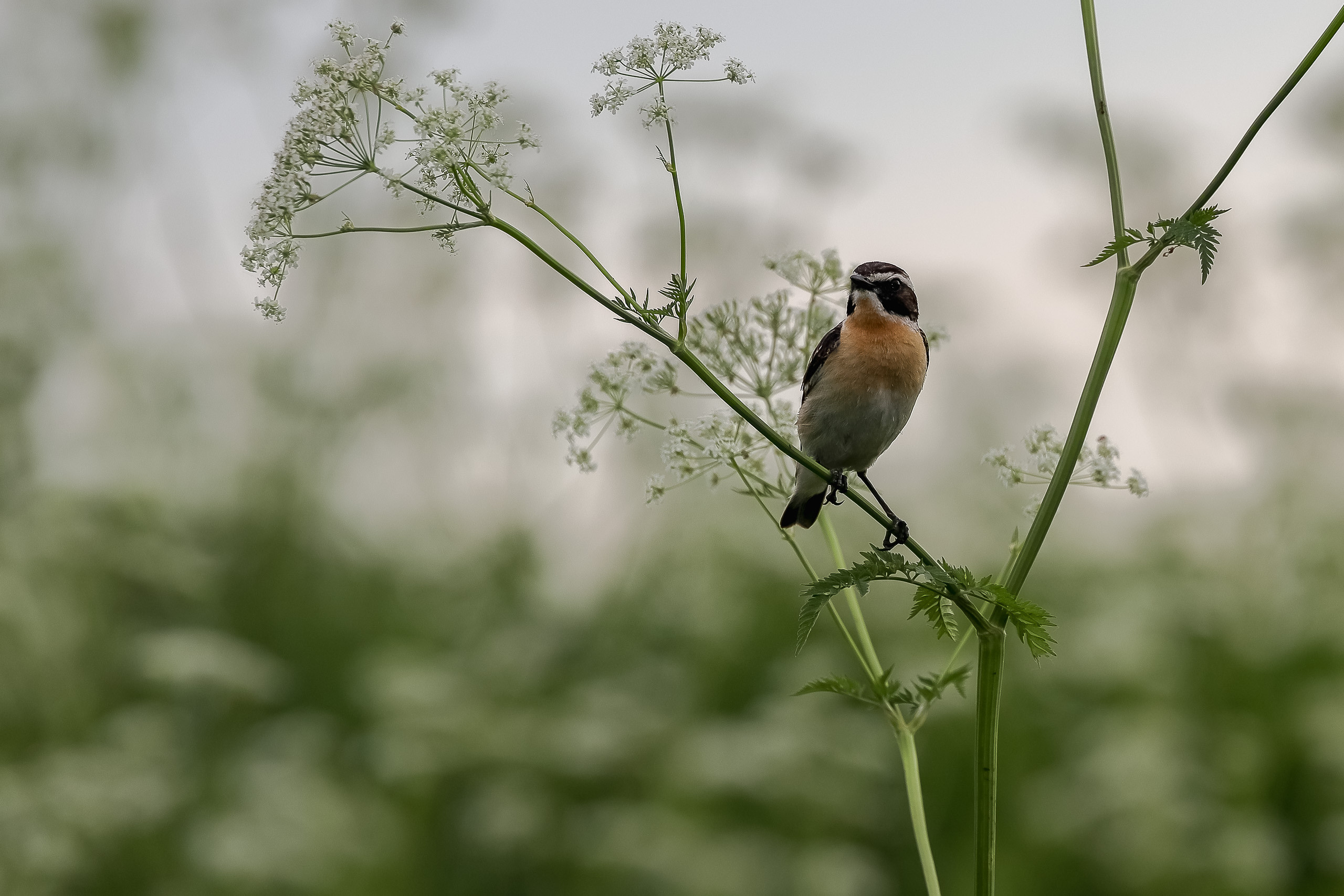Певчая птица семейства мухоловковых луговой чекан