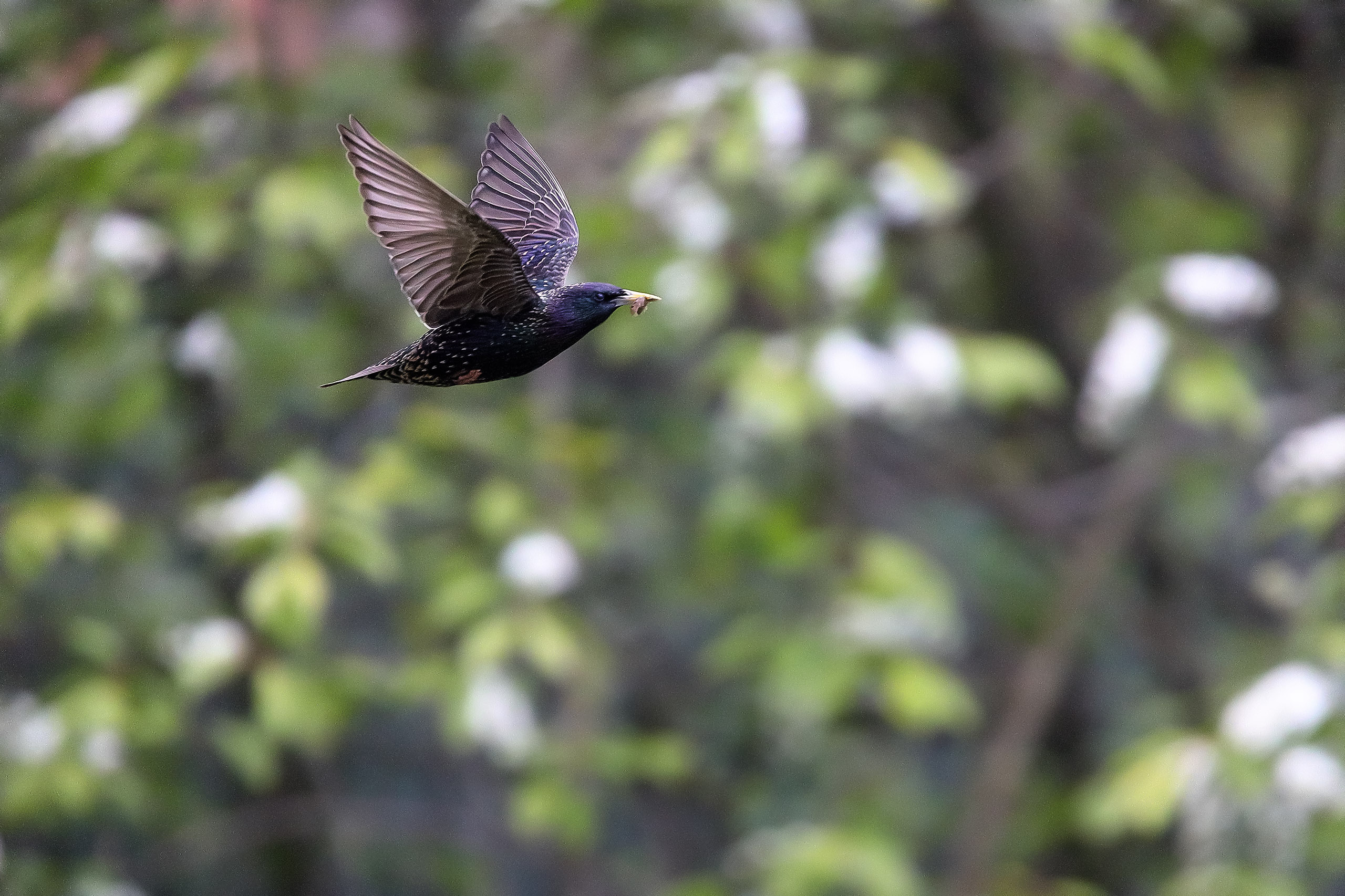 Cкворец в полете весной
