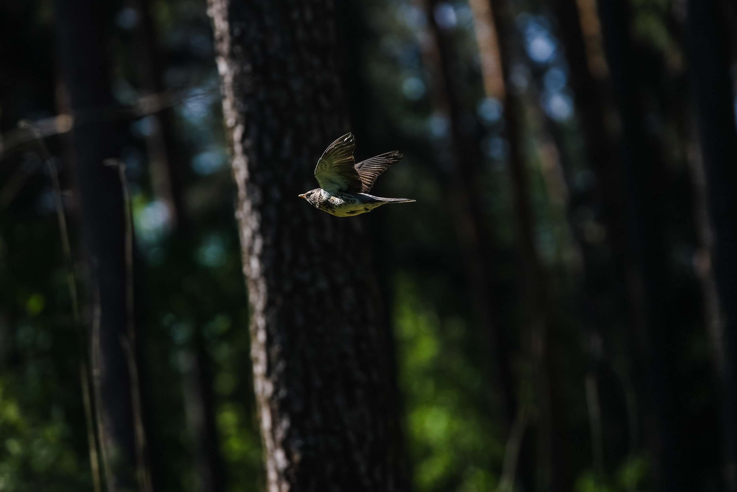 Дрозд рябинник в полете