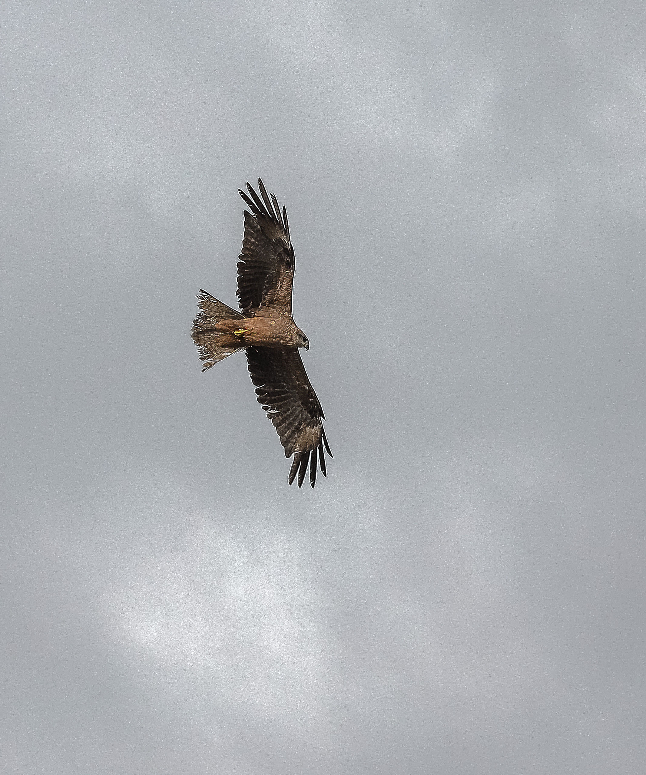 Расправивший в полете крылья черный коршун