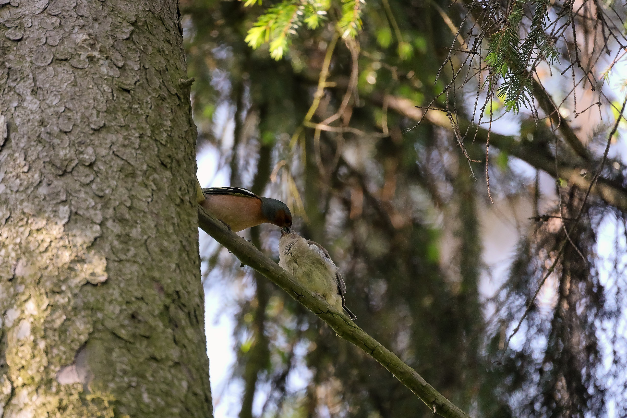 Серая славка и зяблик на ветке