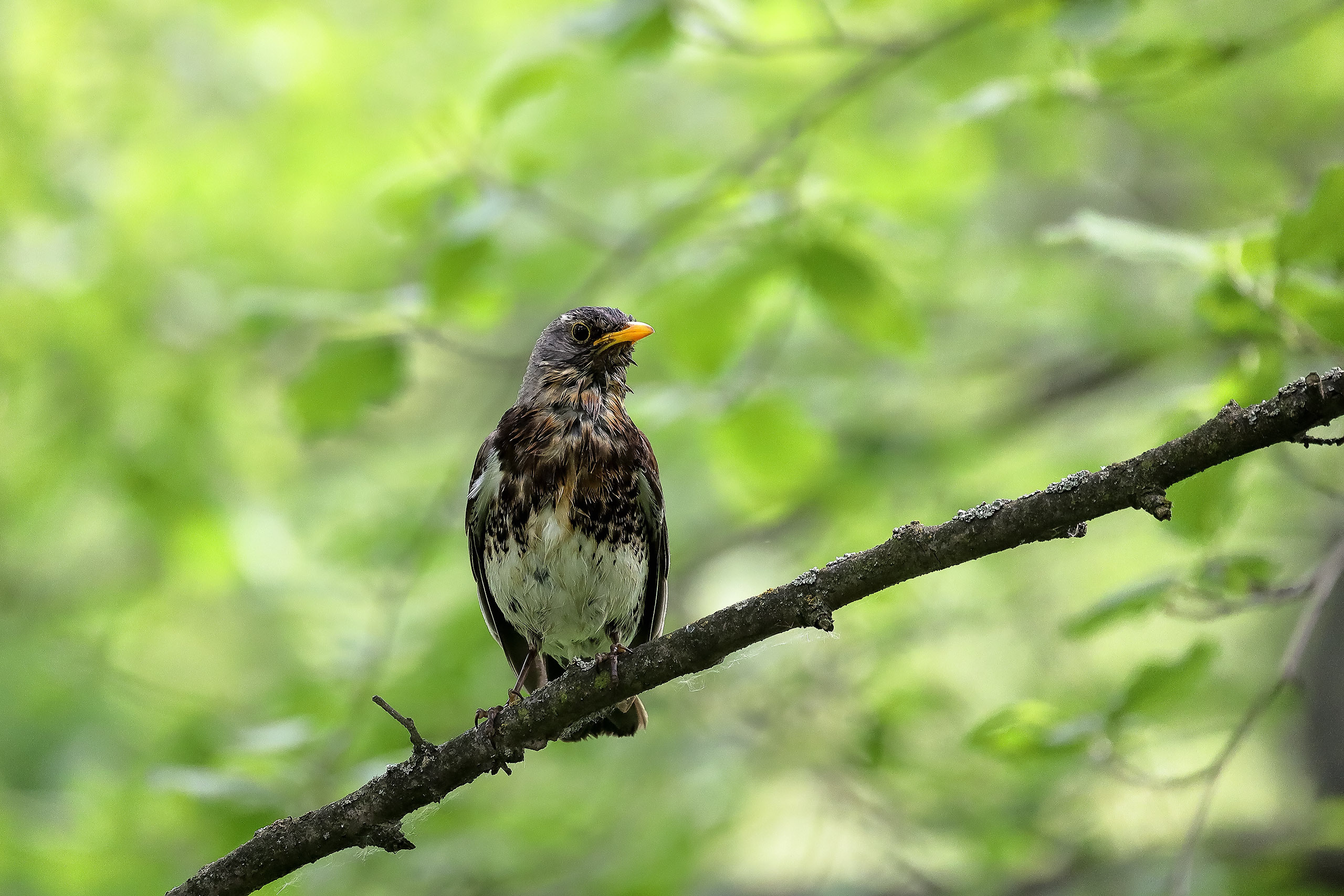 Рябинник весной