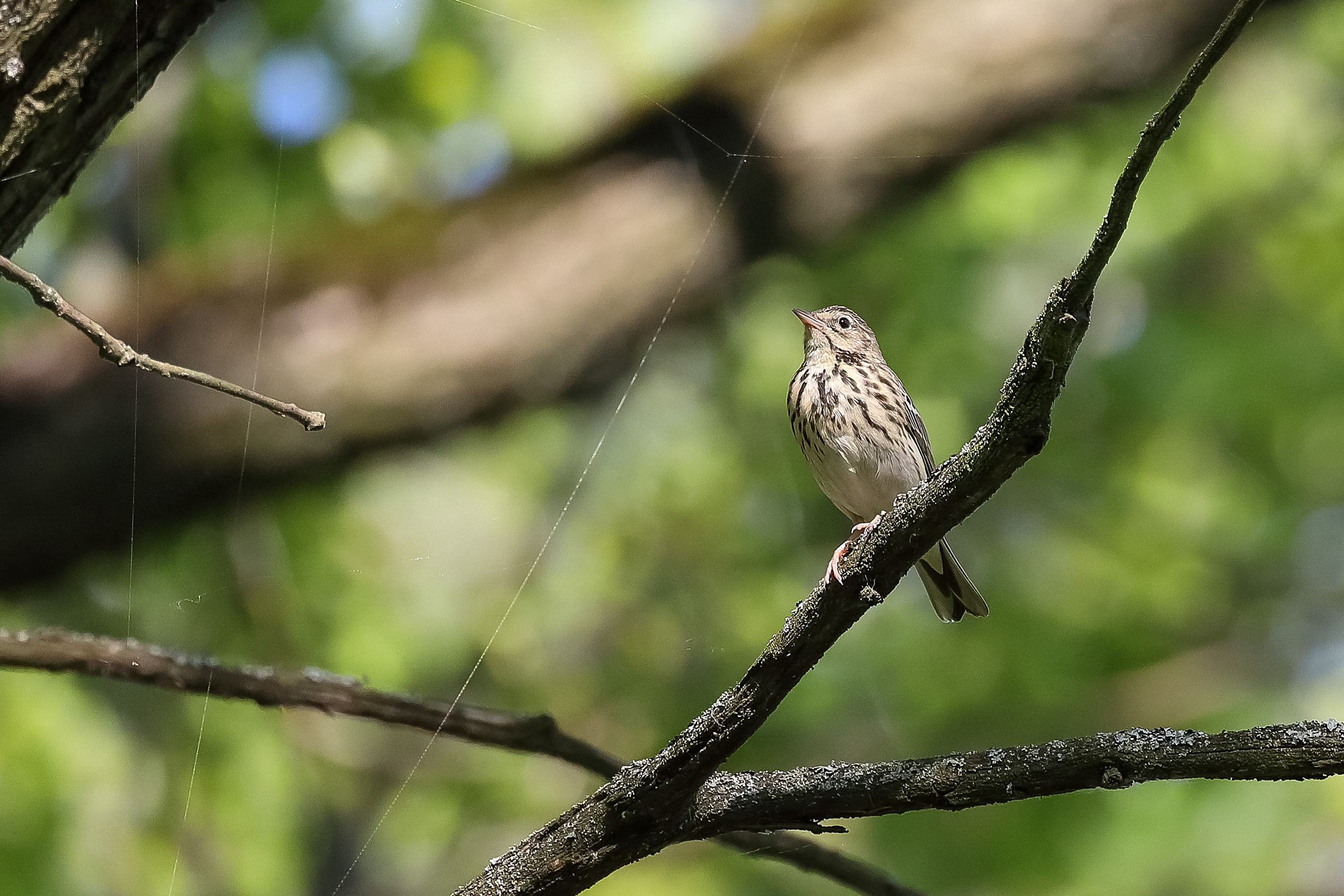Лесной конёк