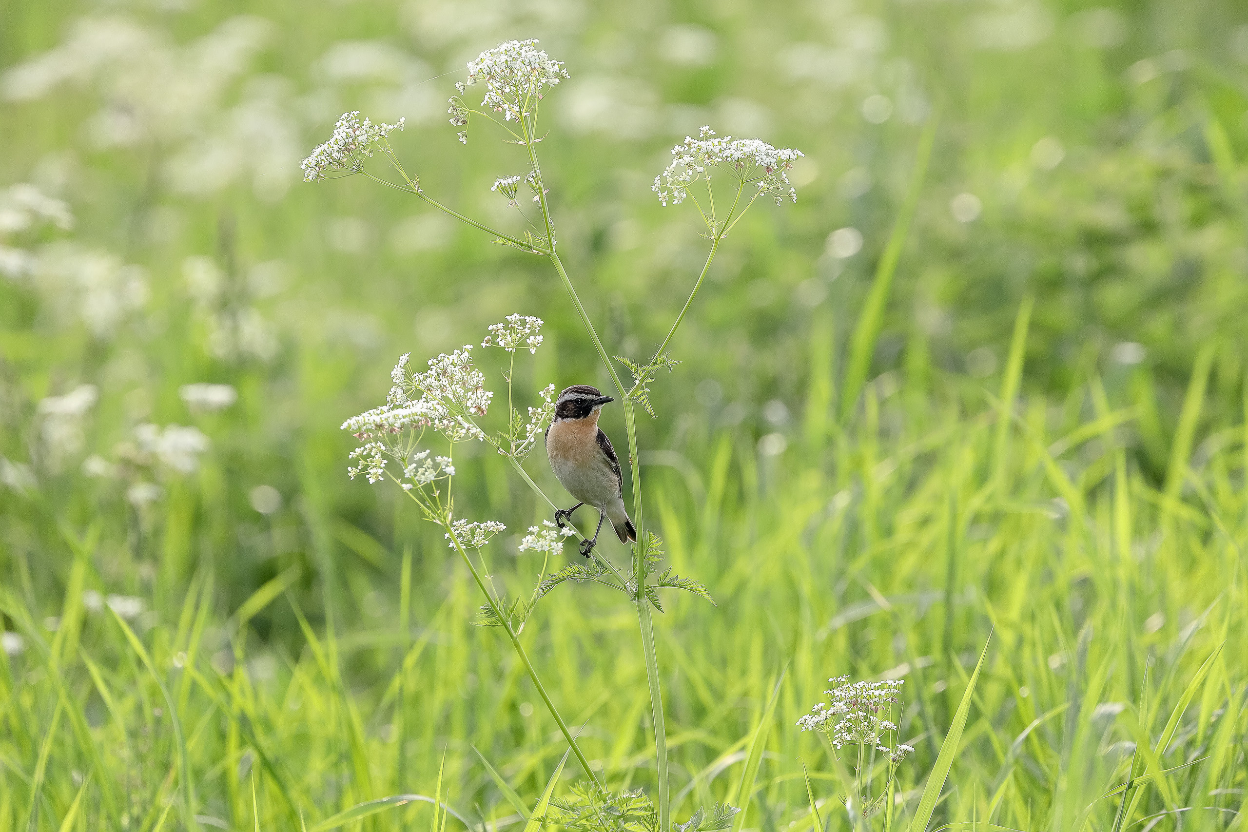 Птица луговой чекан