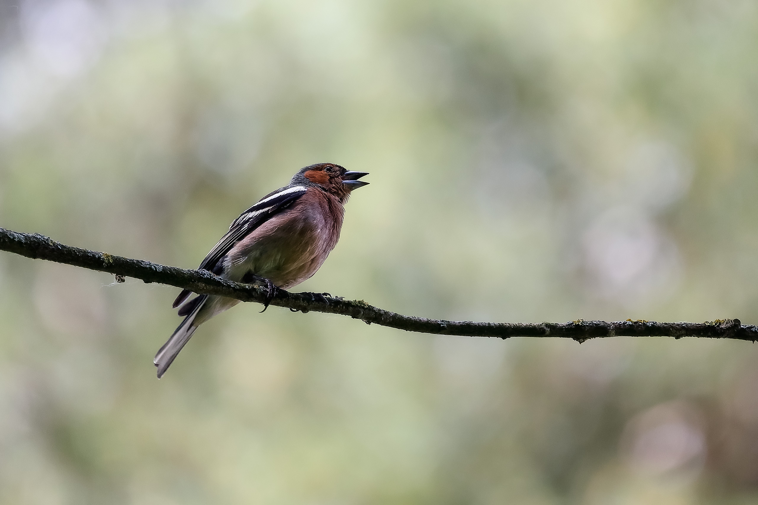 Зяблик певчая птица