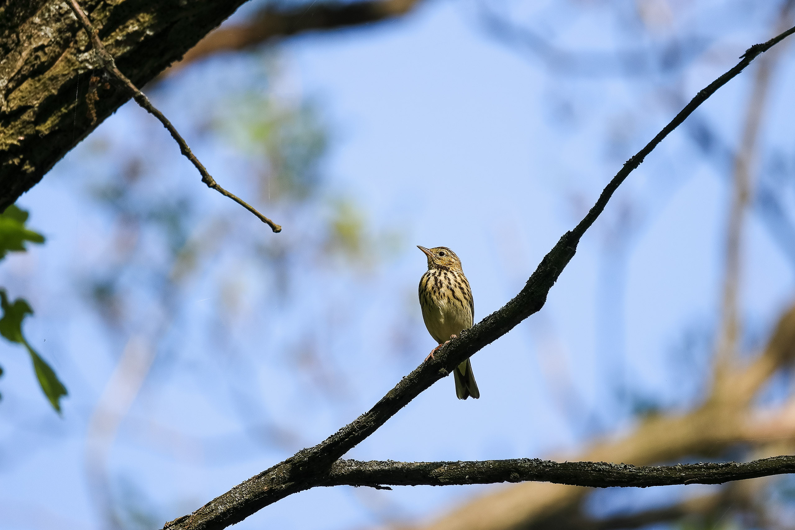 Лесной конёк птица