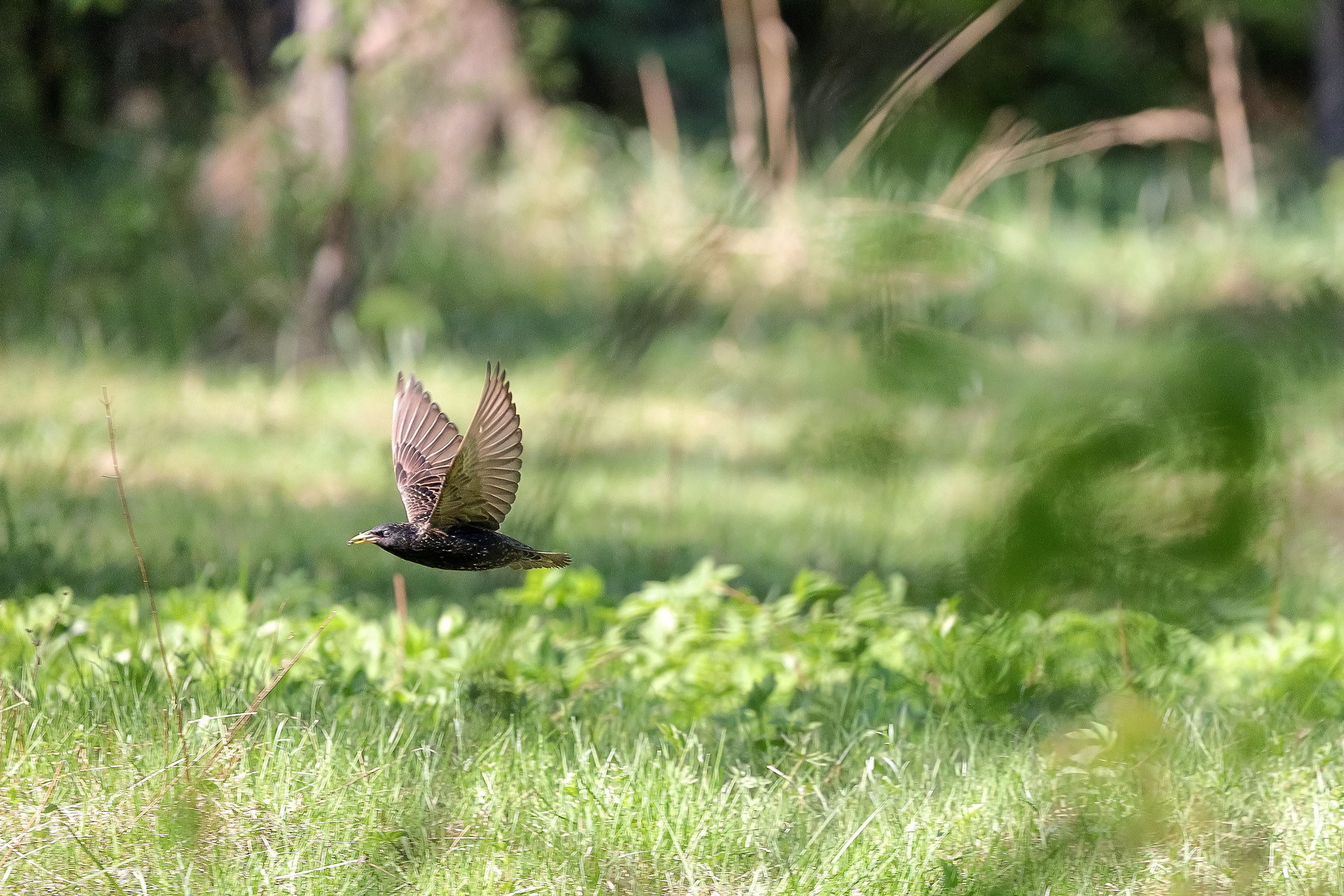 Скворец в полете весной