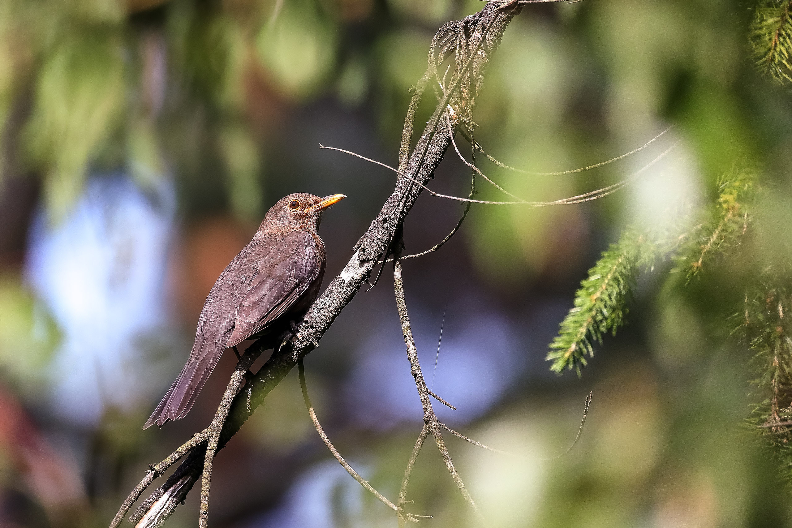 Чёрный дрозд в лесу