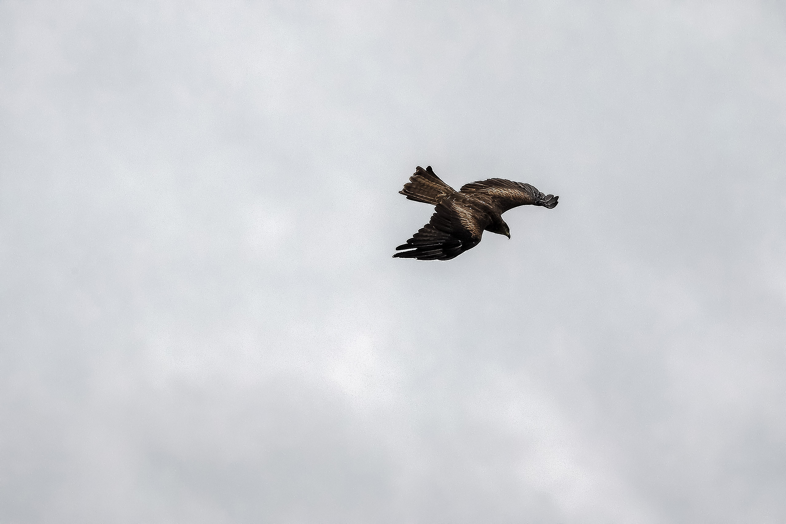 Черный коршун в полете вид сверху