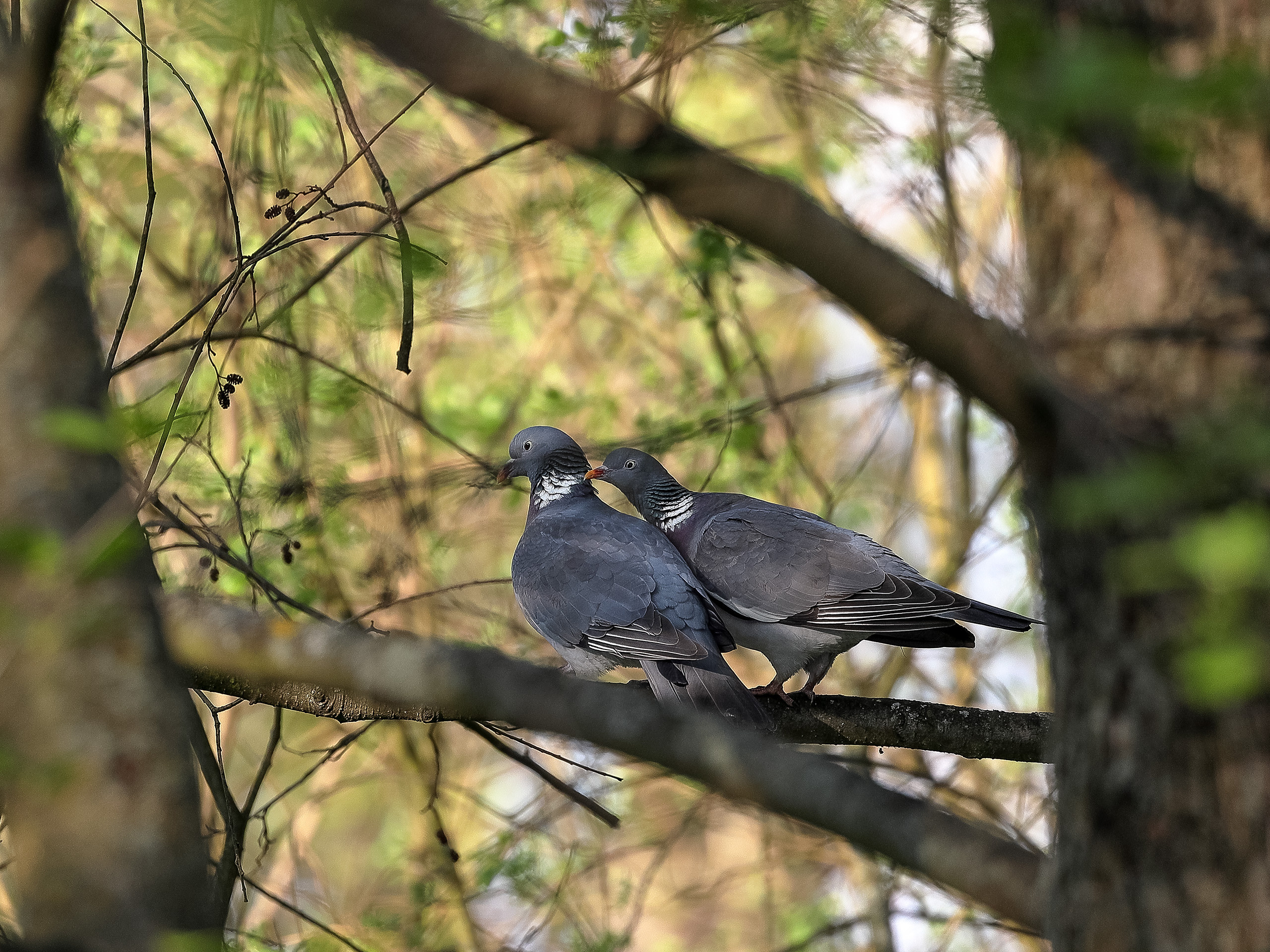 Вяхири фотоохота