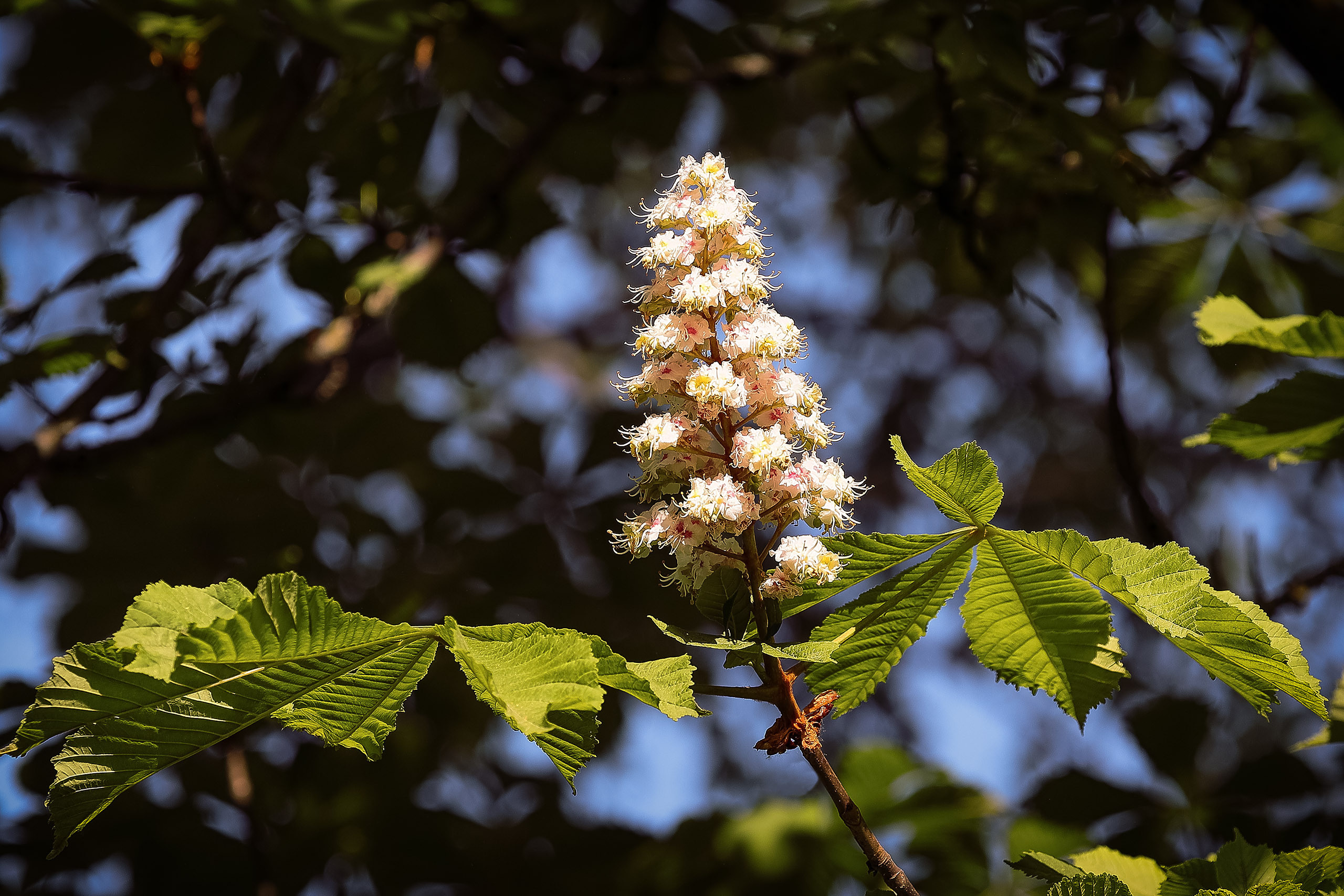 Цветок каштана