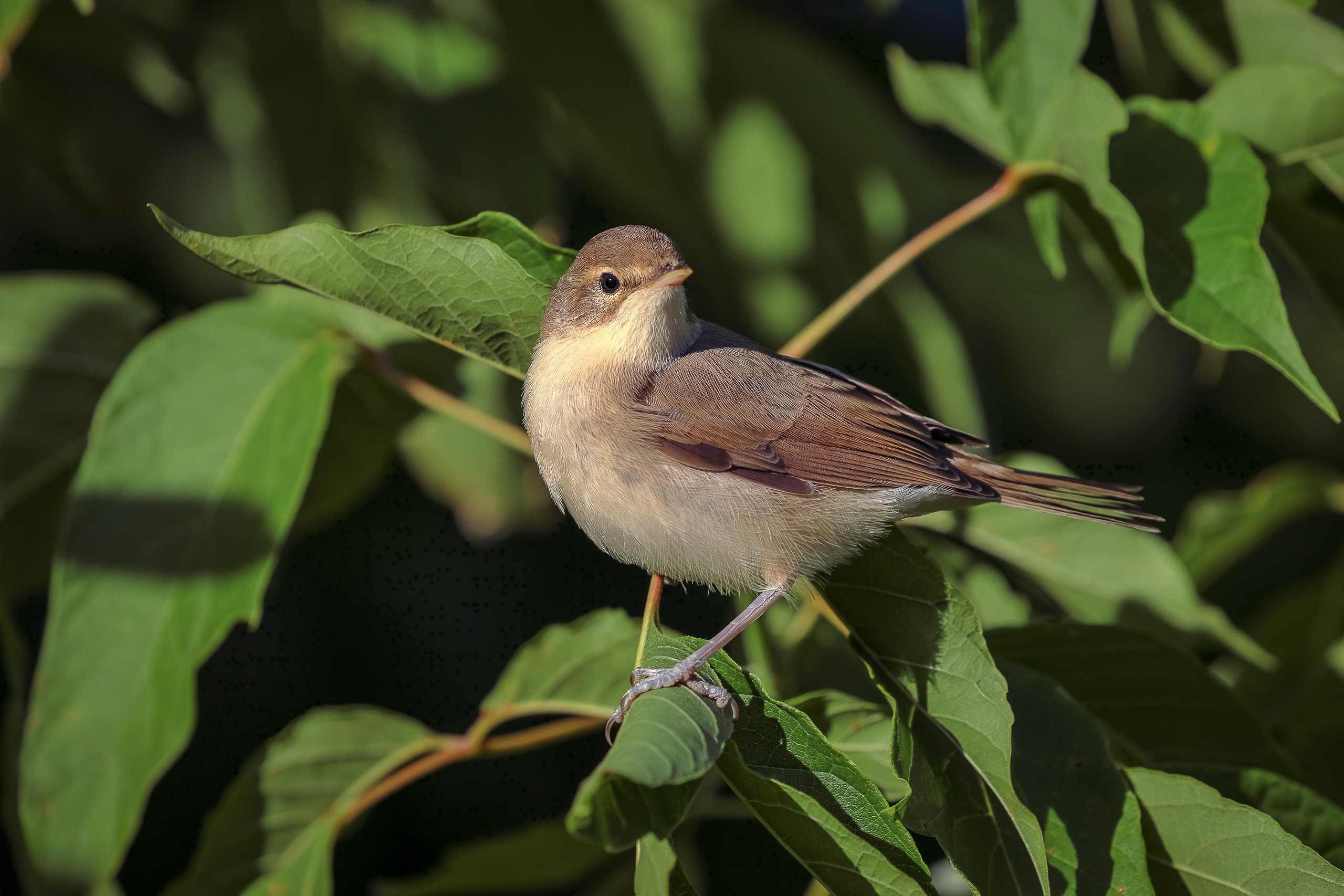 Настоящая камышовка