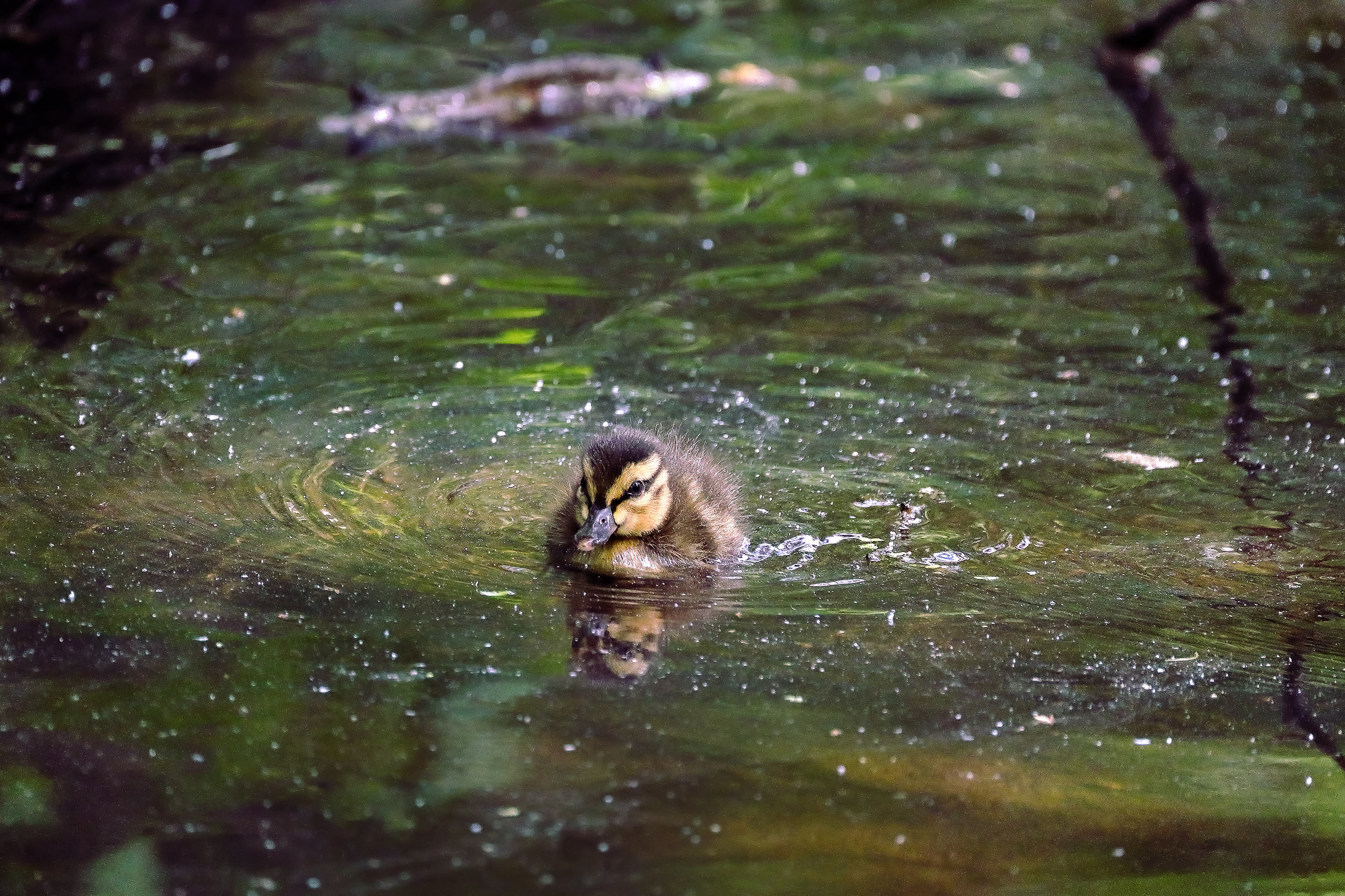 Плывущий утенок