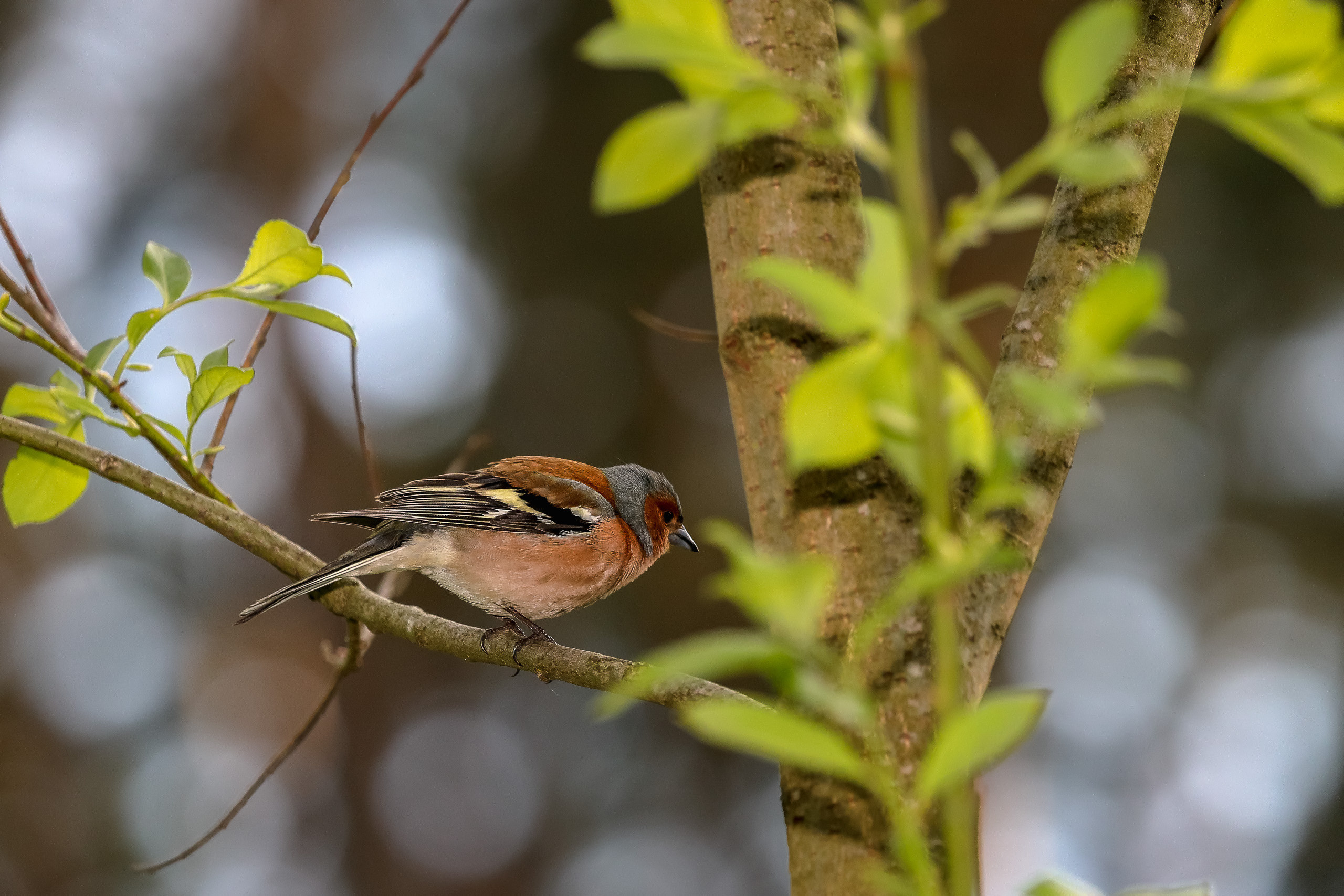 Зяблик певчая птица семейства вьюрковых