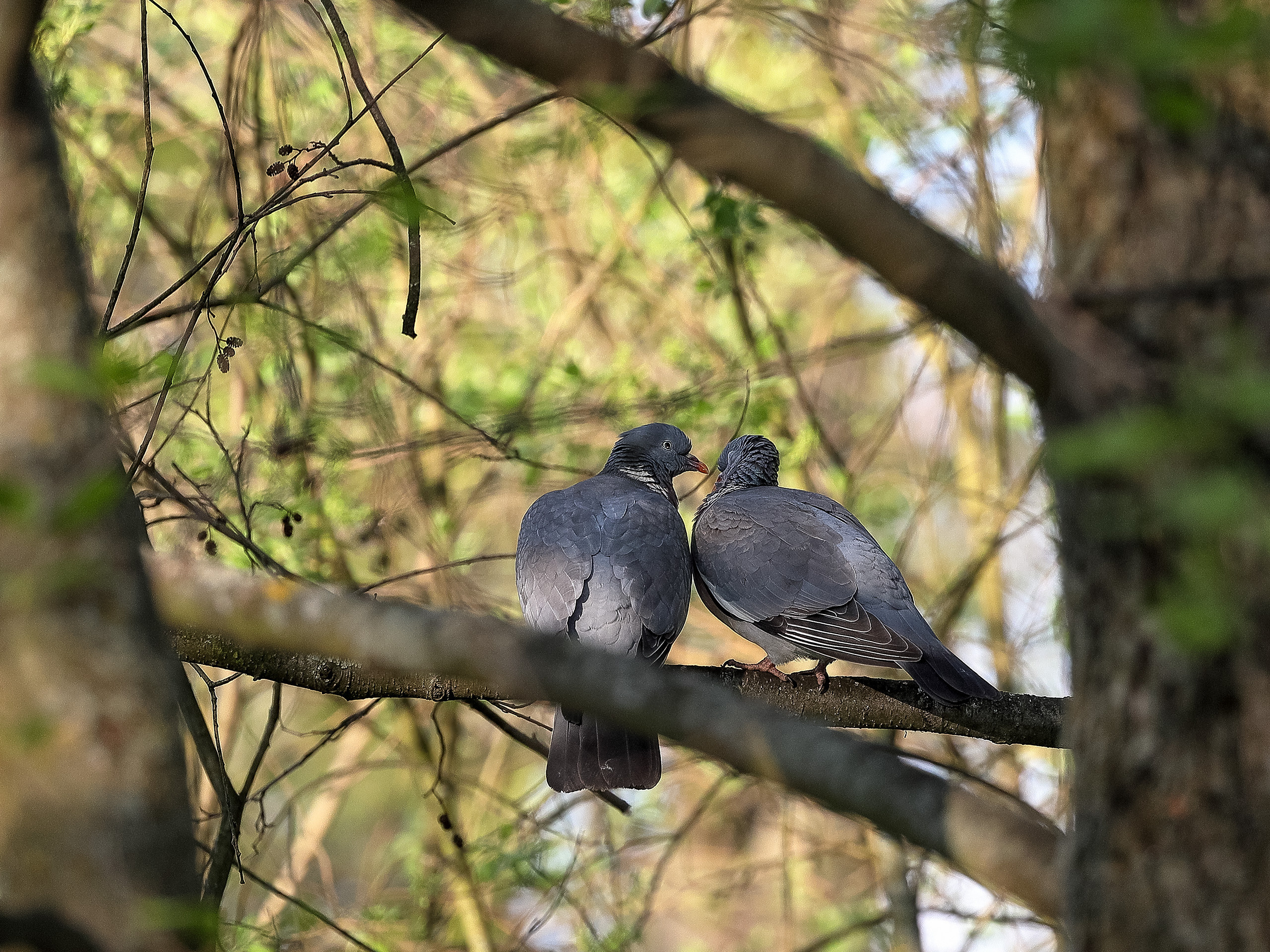 Вяхири на ветке весной