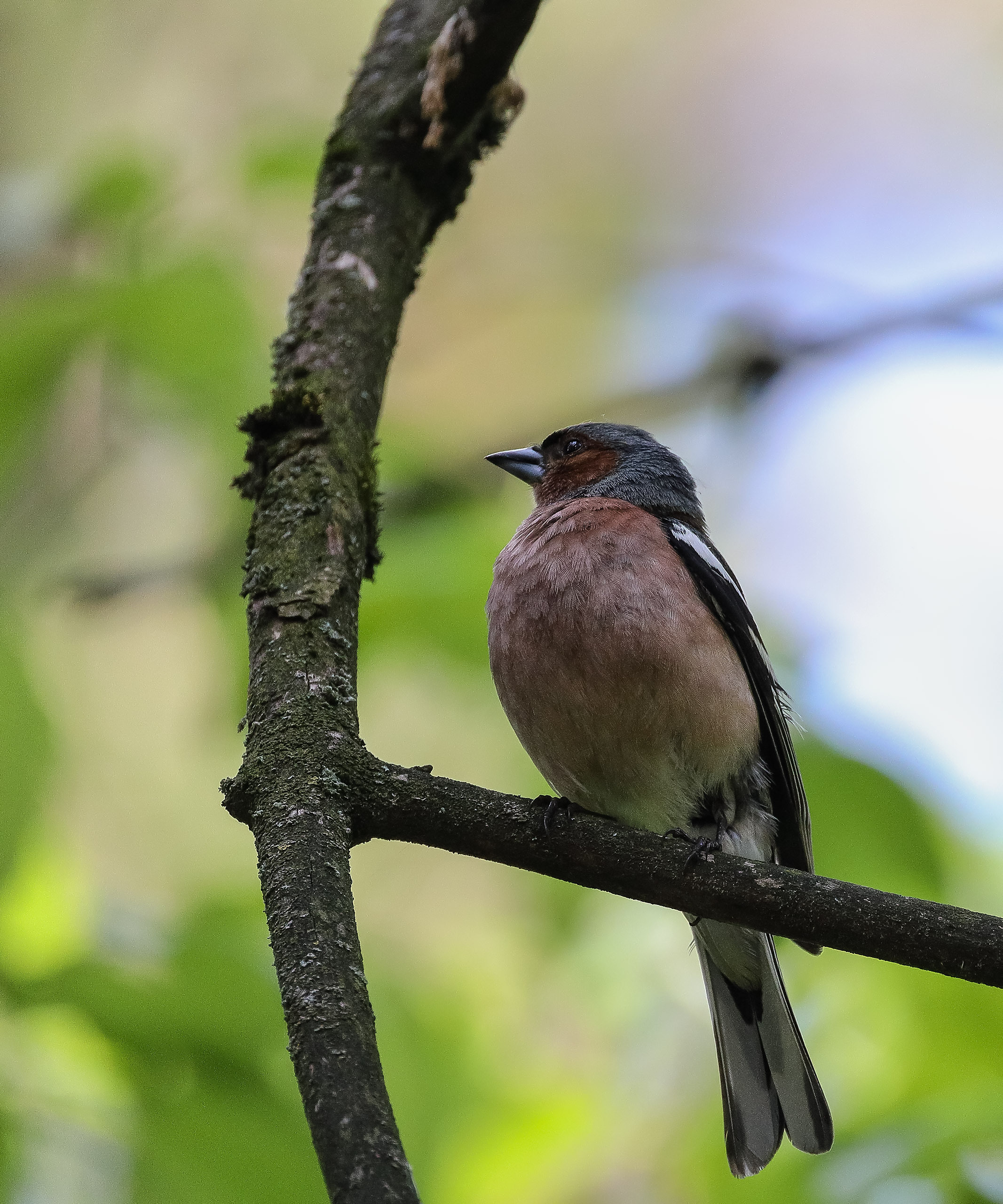 Зяблик на ветке