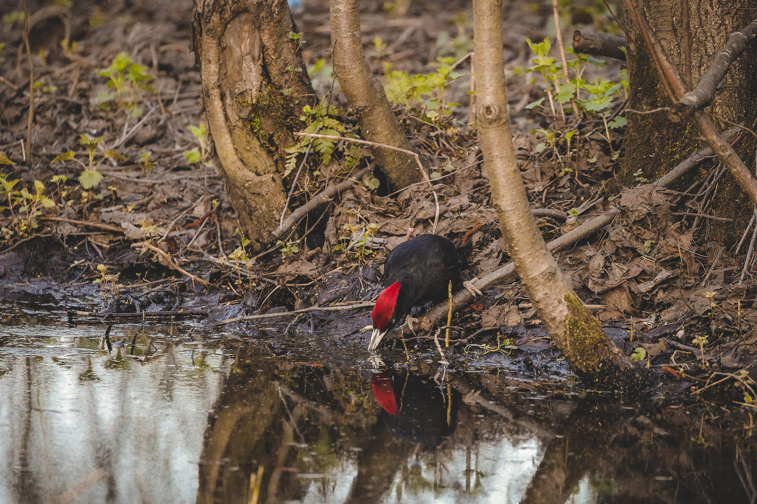 Черный дятел желна пьет из ручья весной