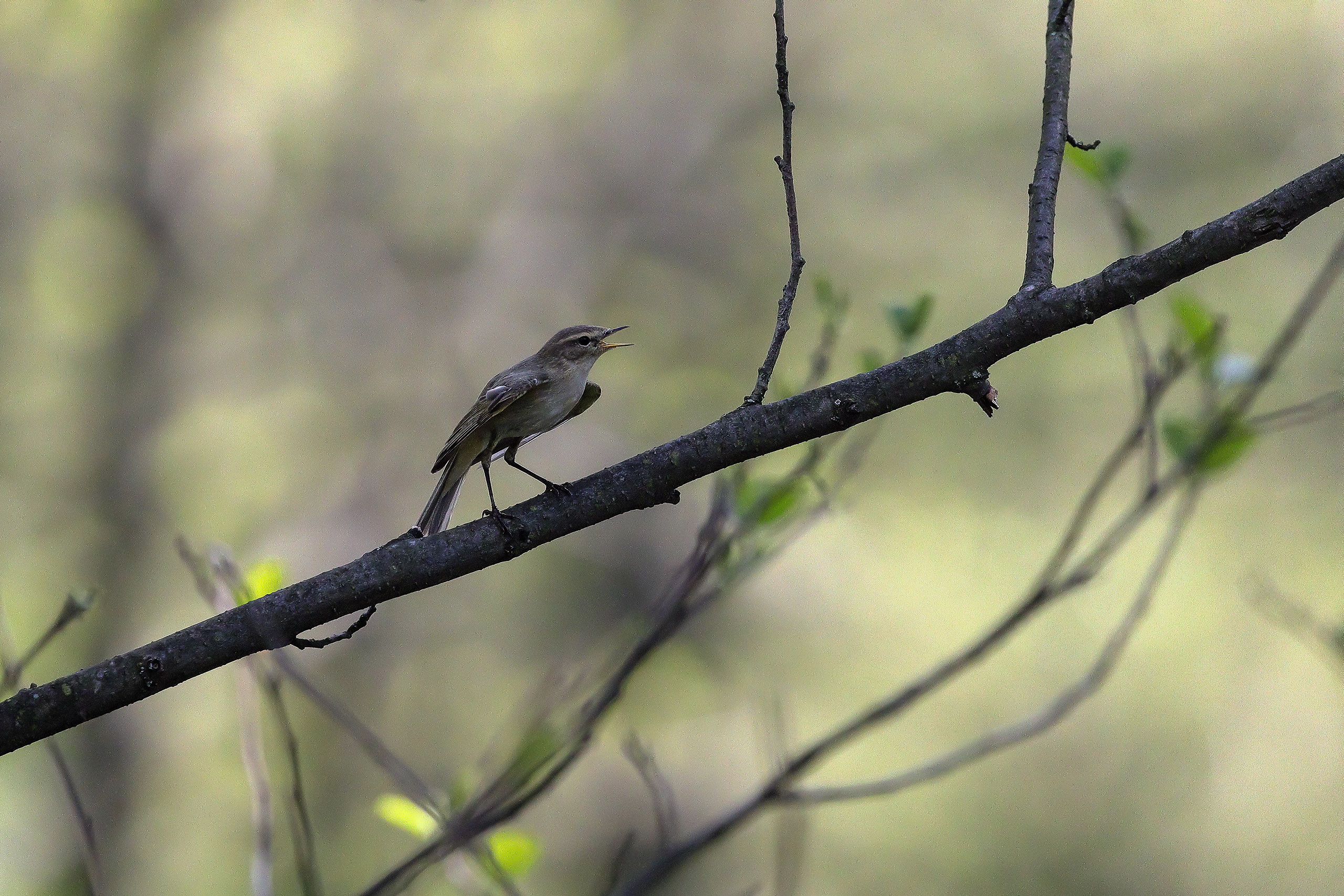Небольшая певчая птичка пеночка-теньковка