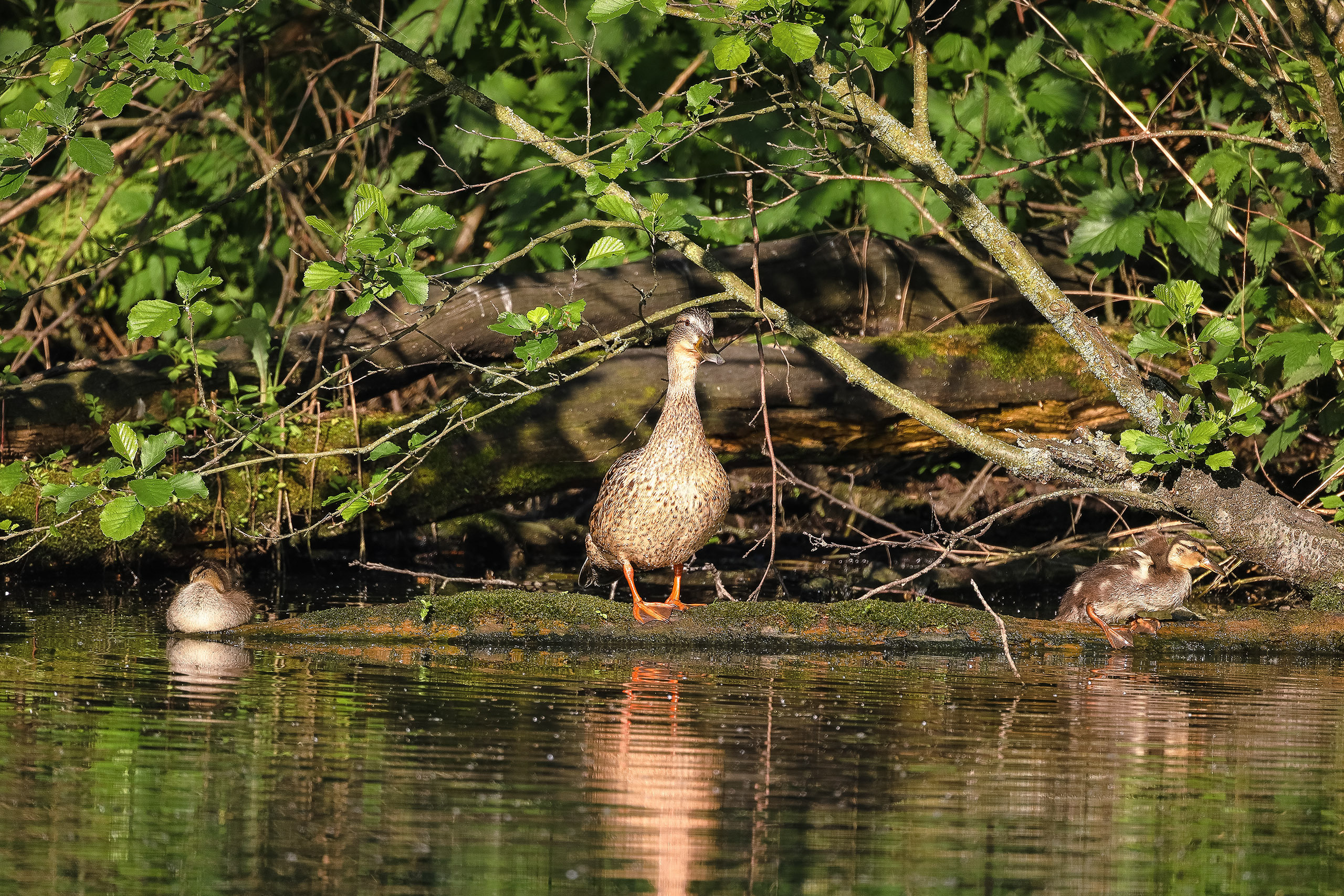 Утка кряква с птенцами