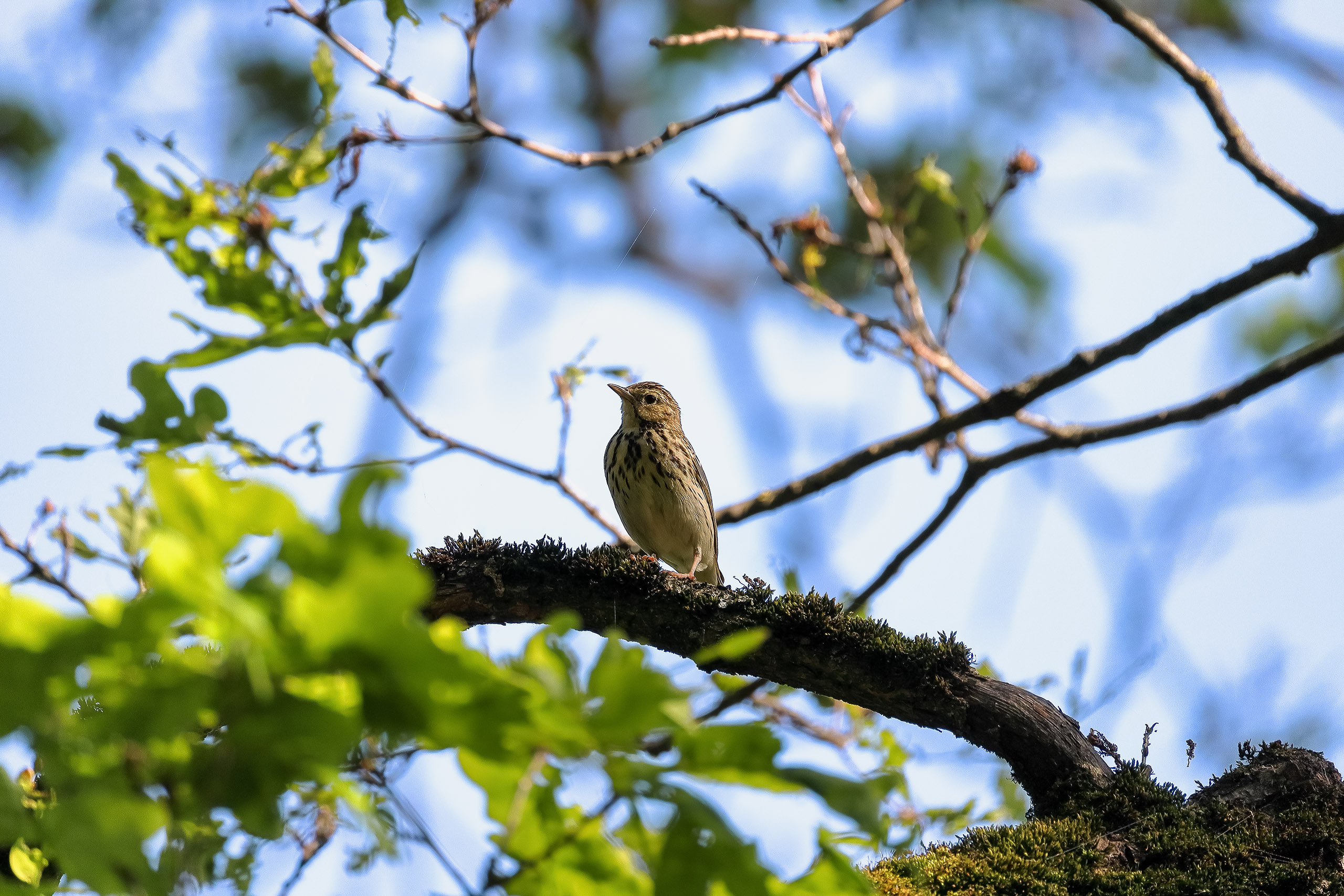 Лесной конёк птица на ветке дуба
