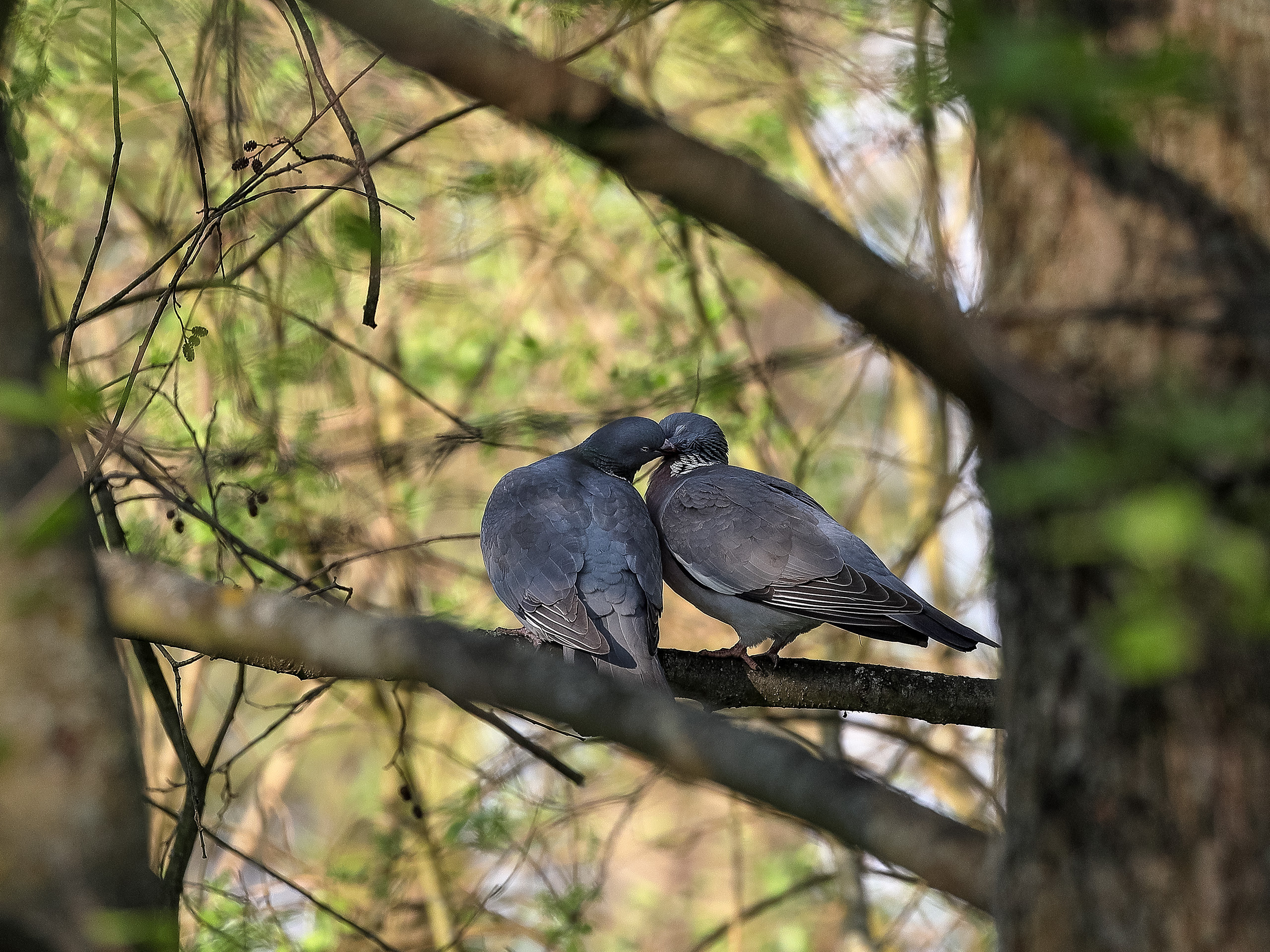 Целующиеся дикие лесные голуби