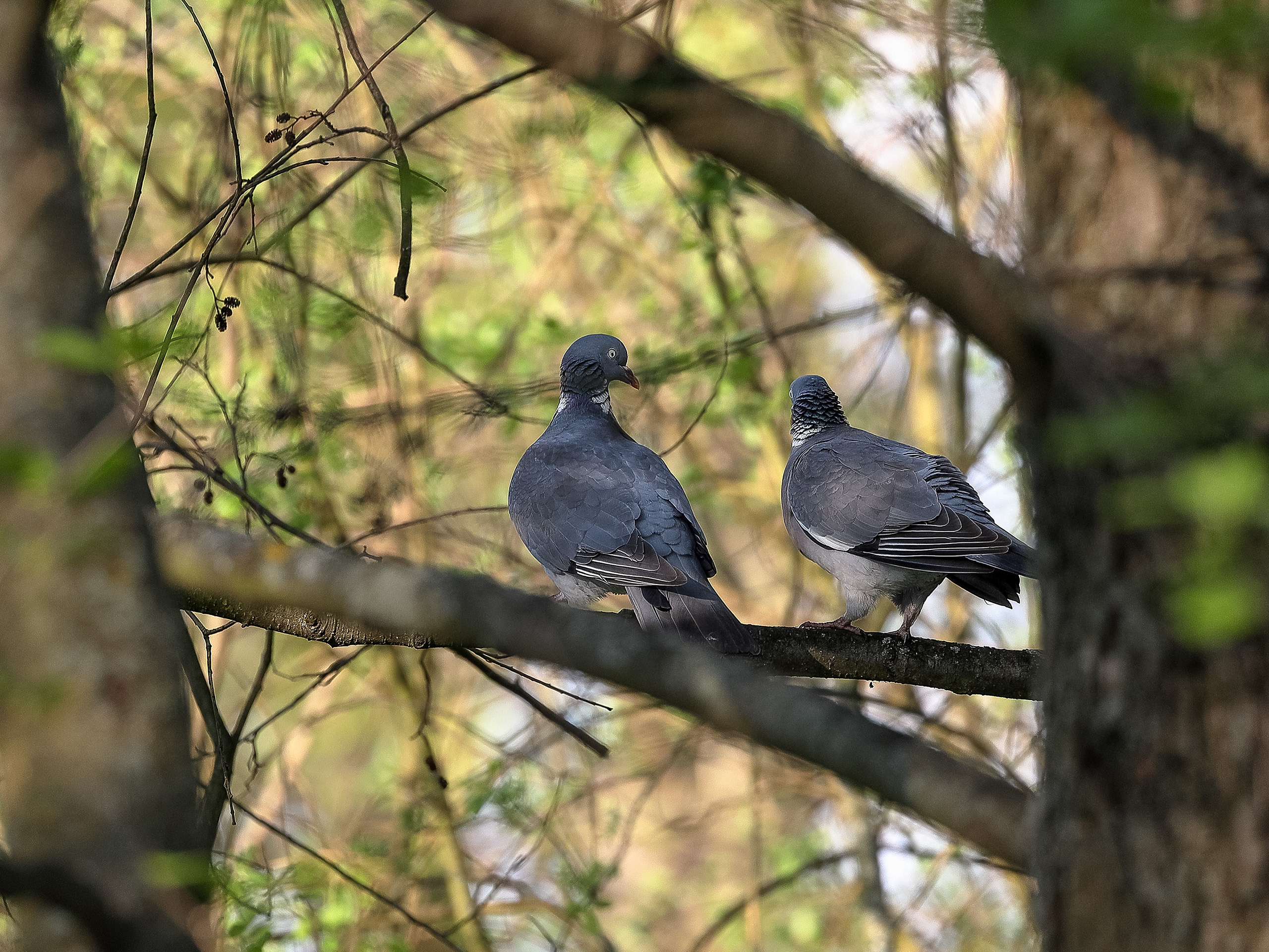Пара воркующих вяхирей весной