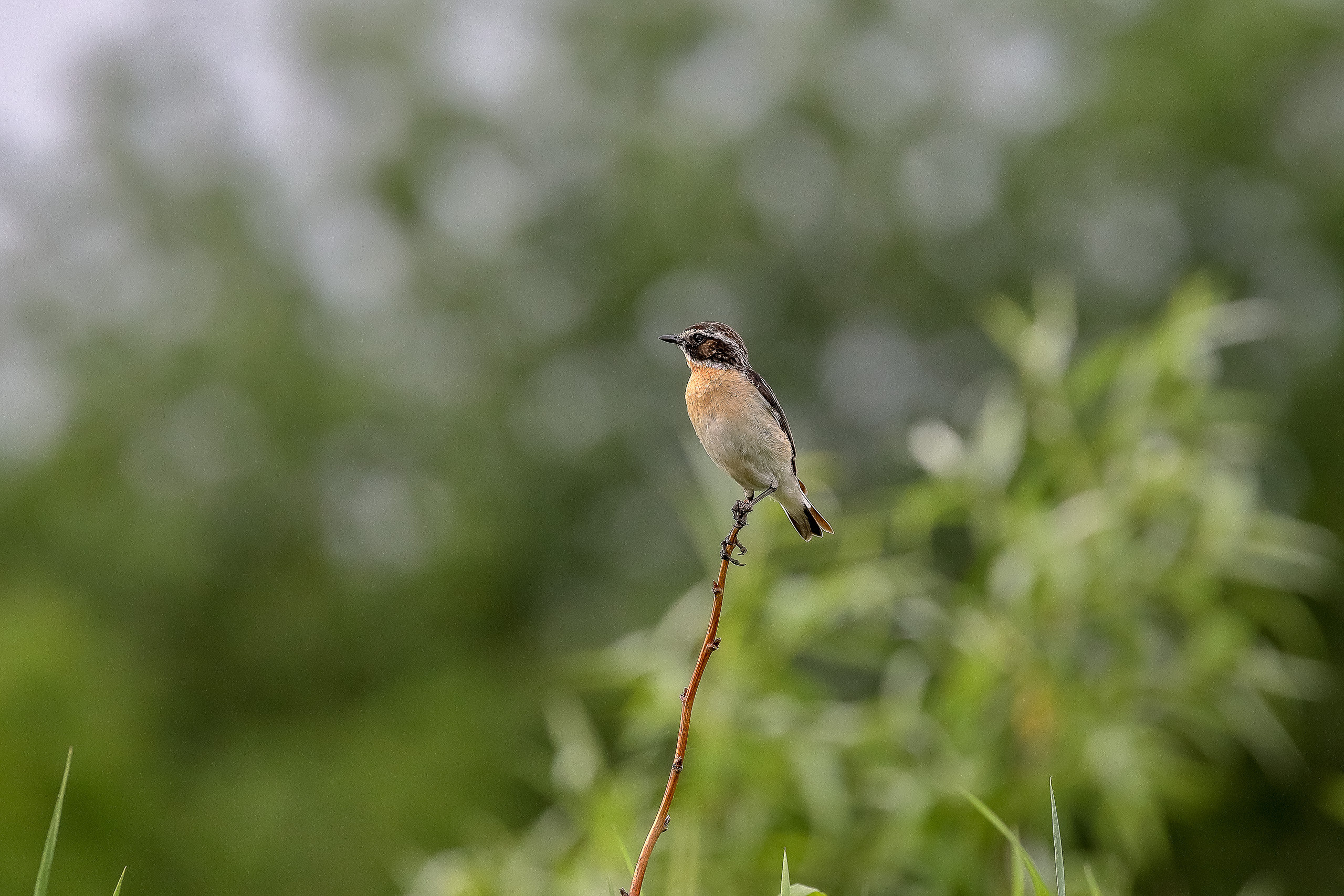 Птица луговой чекан
