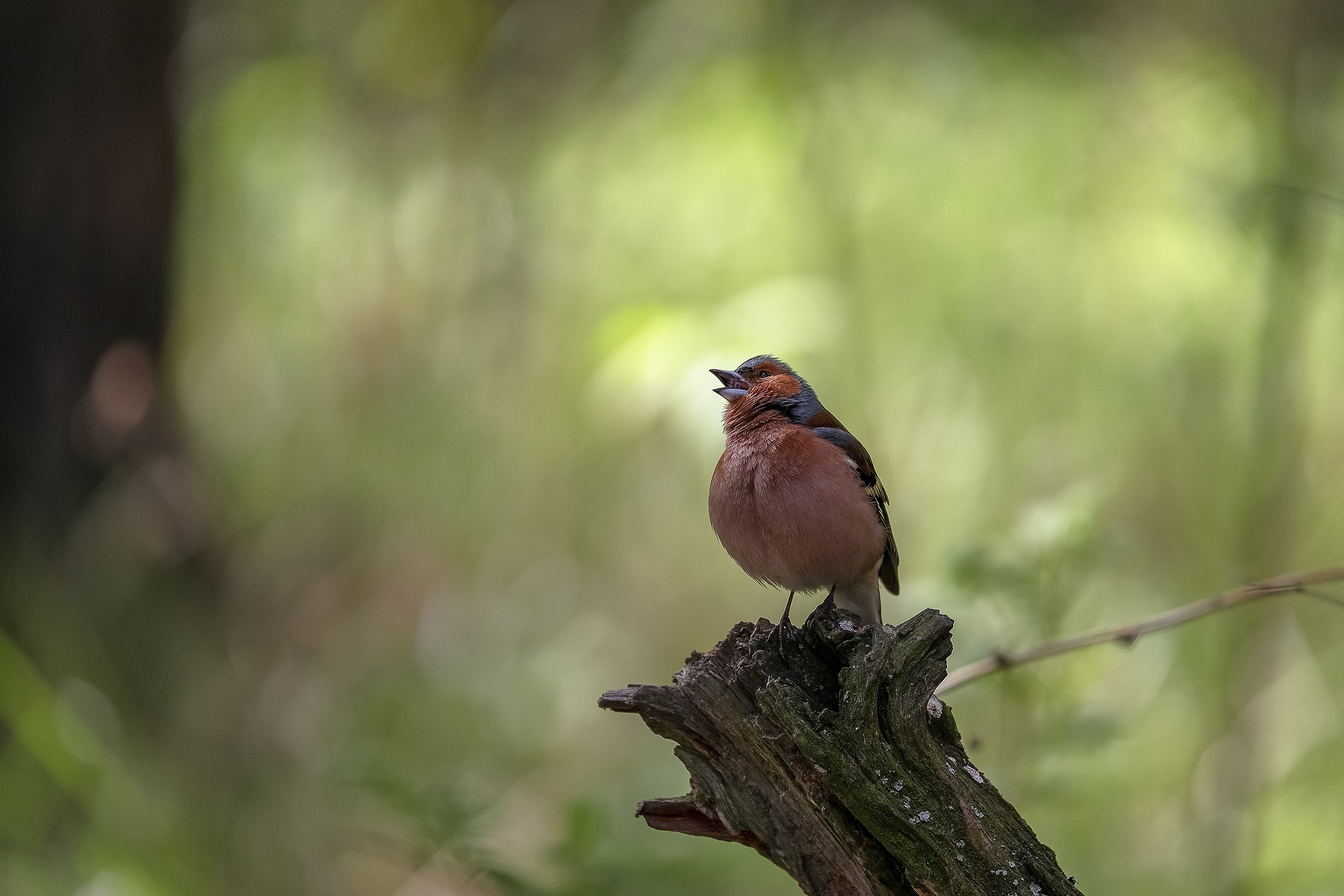 Зяблик поет