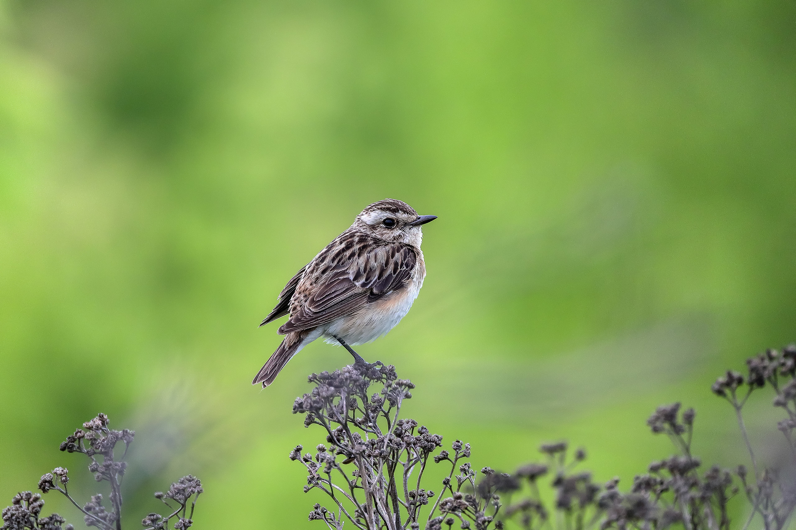 Луговой чекан летом в Подмосковье